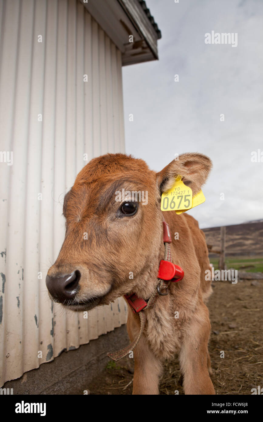 Jeune veau, Audbrekka Horgardalur ferme, vallée, Islande Banque D'Images