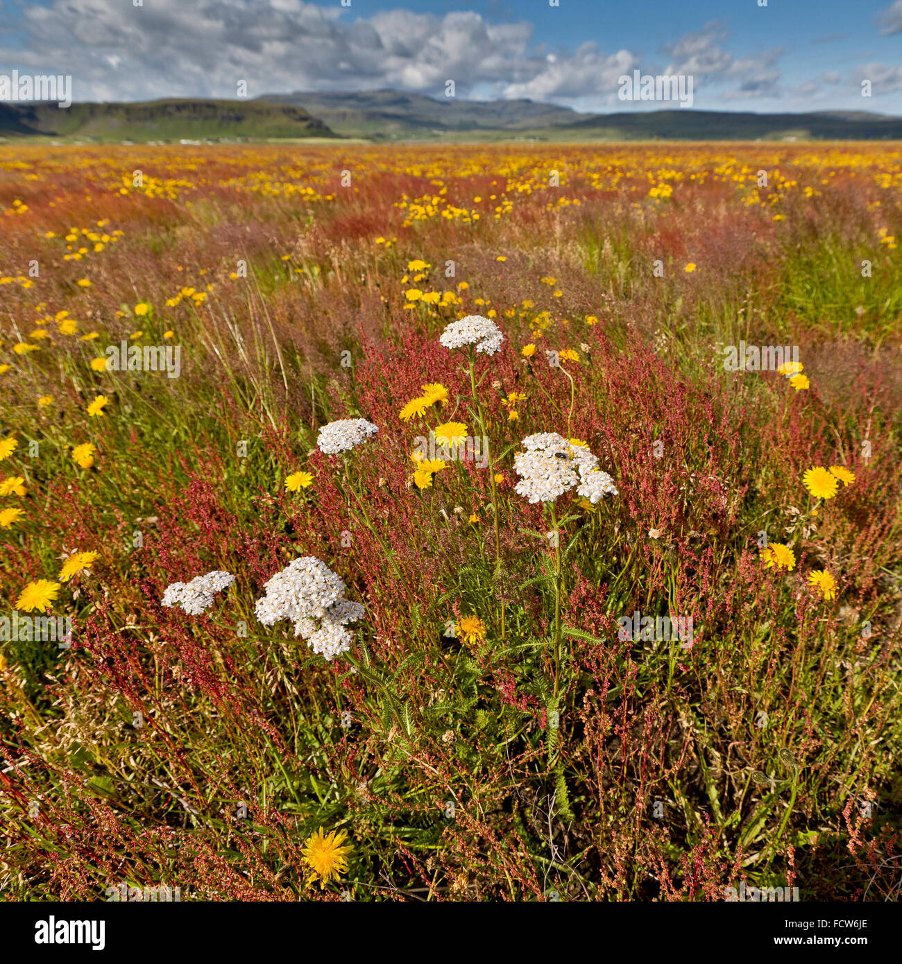 Fleurs sauvages dans l'été, Kirkjubaejarlaustur, Islande Banque D'Images