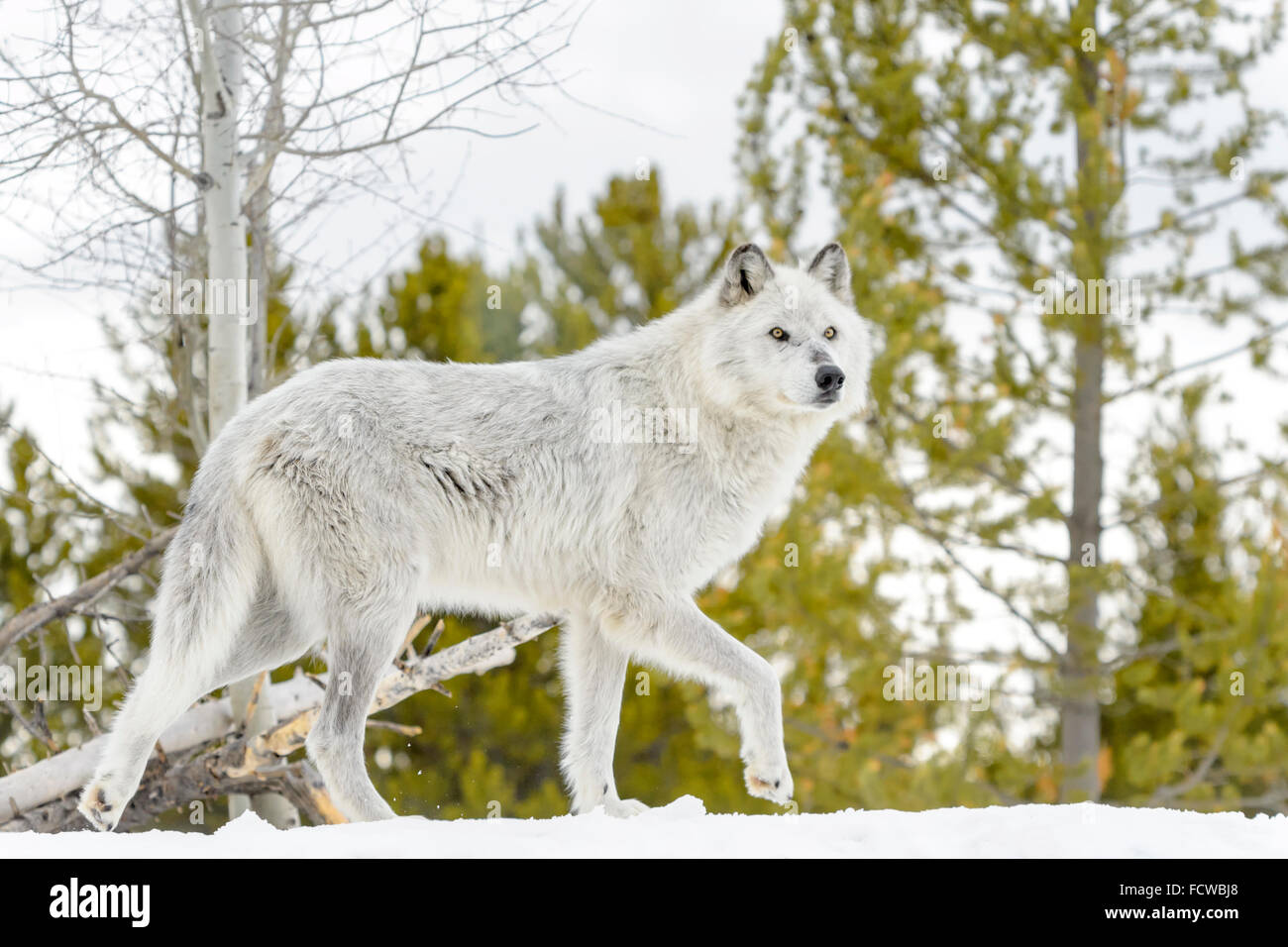 Le loup (Canis lupus) marche dans la neige, captive, Yellowstone. Banque D'Images
