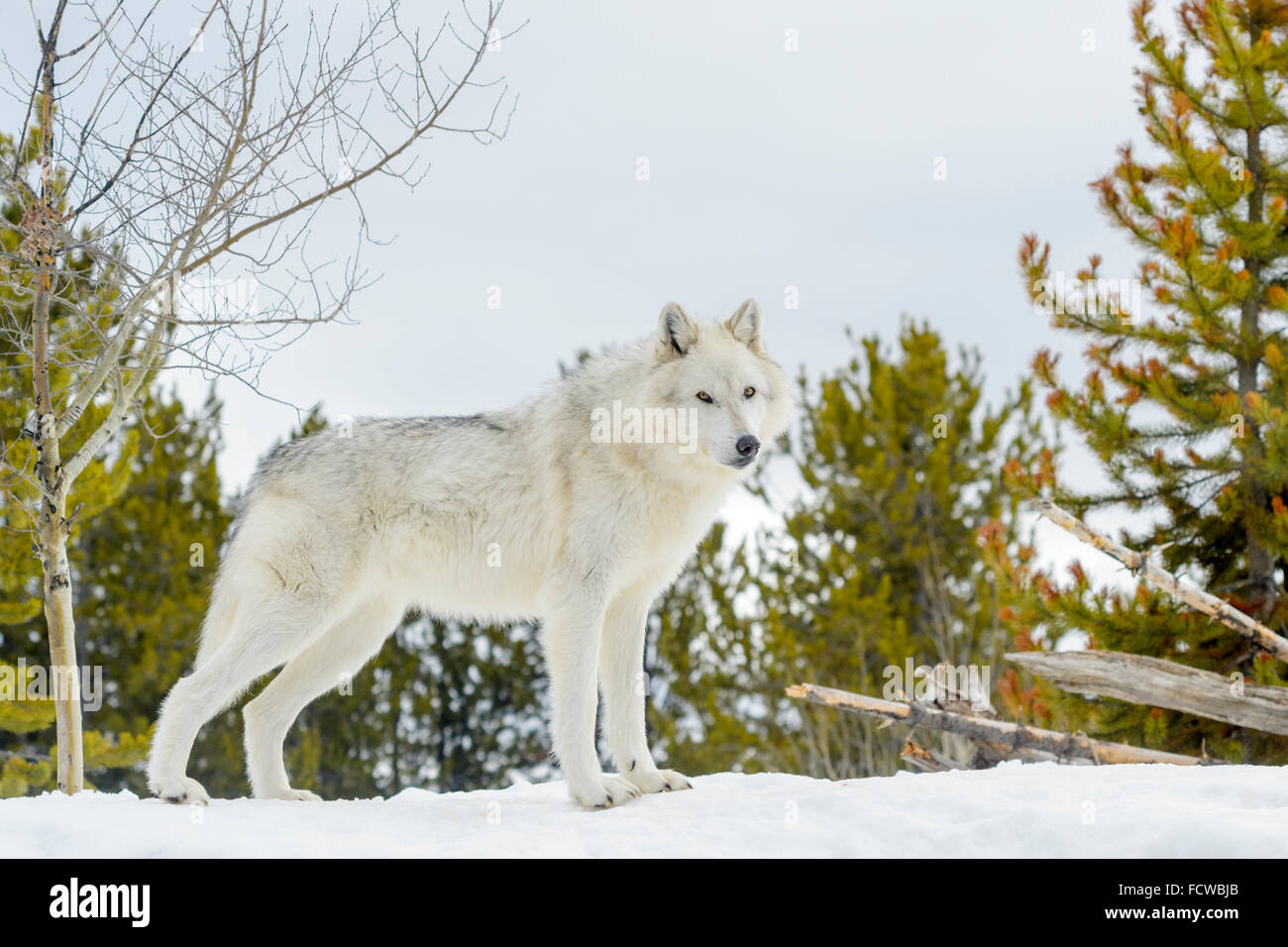 Le loup (Canis lupus) debout dans la neige, looking at camera, captive, Yellowstone. Banque D'Images