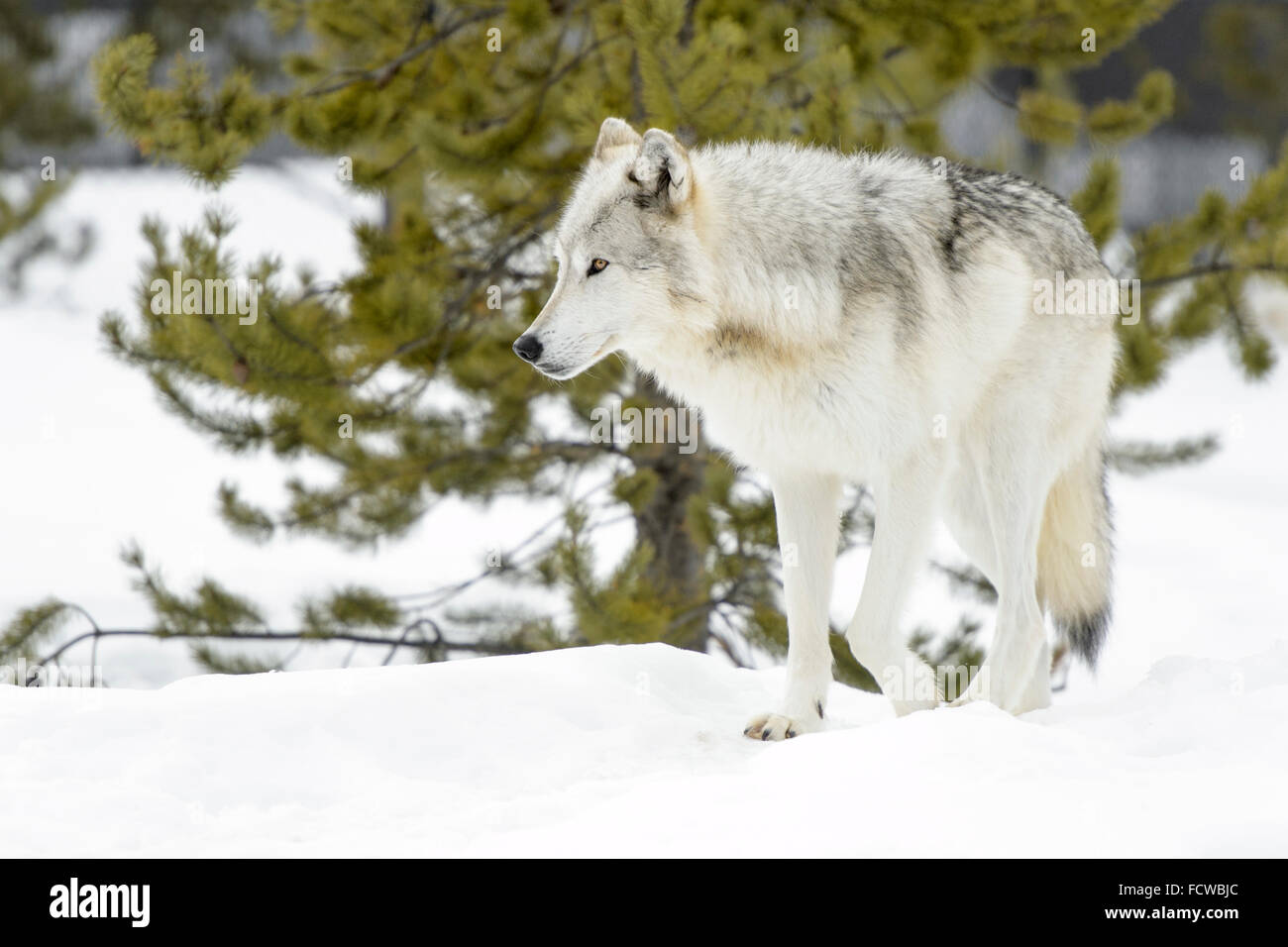 Le loup (Canis lupus) marche dans la neige, captive, Yellowstone. Banque D'Images