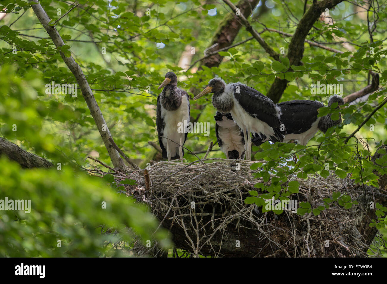 Cigogne noire / Schwarzstorch ( Ciconia nigra ) l'envol des oisillons au nid, les plus âgés, la nidification en hauteur dans un vieil arbre en attente de l'alimentation. Banque D'Images