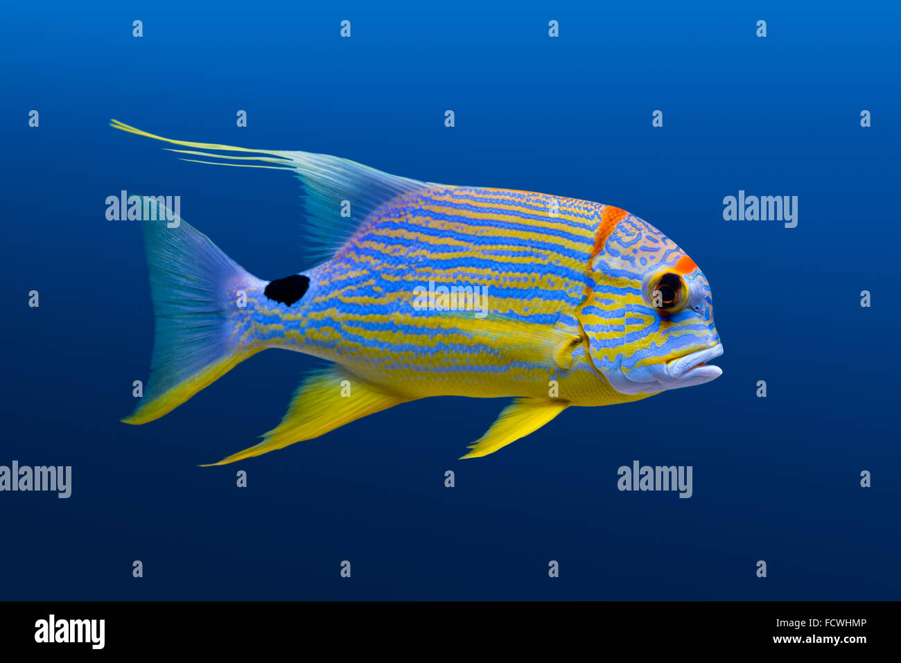 La vie de la mer : poissons des récifs coralliens tropicaux exotiques, snapper (Symphorichthys spilurus sailfin) sur fond bleu naturel Banque D'Images