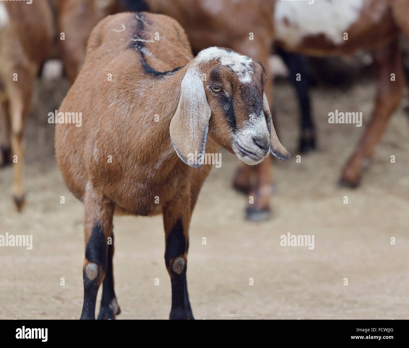 Brown dans une ferme de chèvres domestiques Banque D'Images