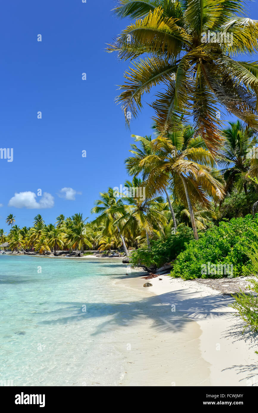 Plage des Caraïbes avec des palmiers, l'eau turquoise et de sable blanc Banque D'Images