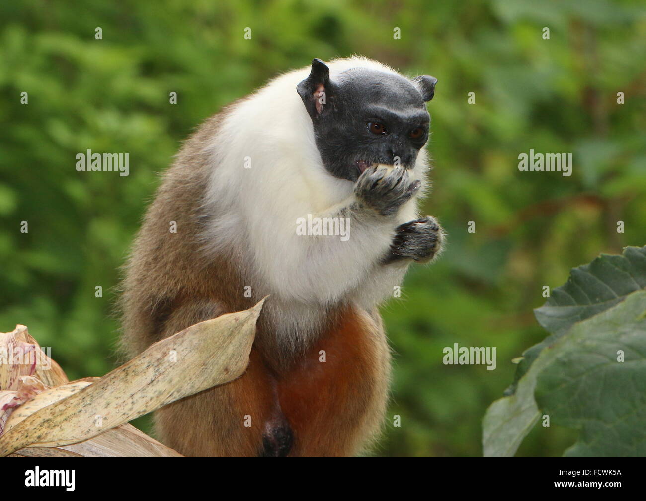 Singe Tamarin Pied brésilien (Saguinus bicolor) gavage produit sur un morceau de fruit Banque D'Images