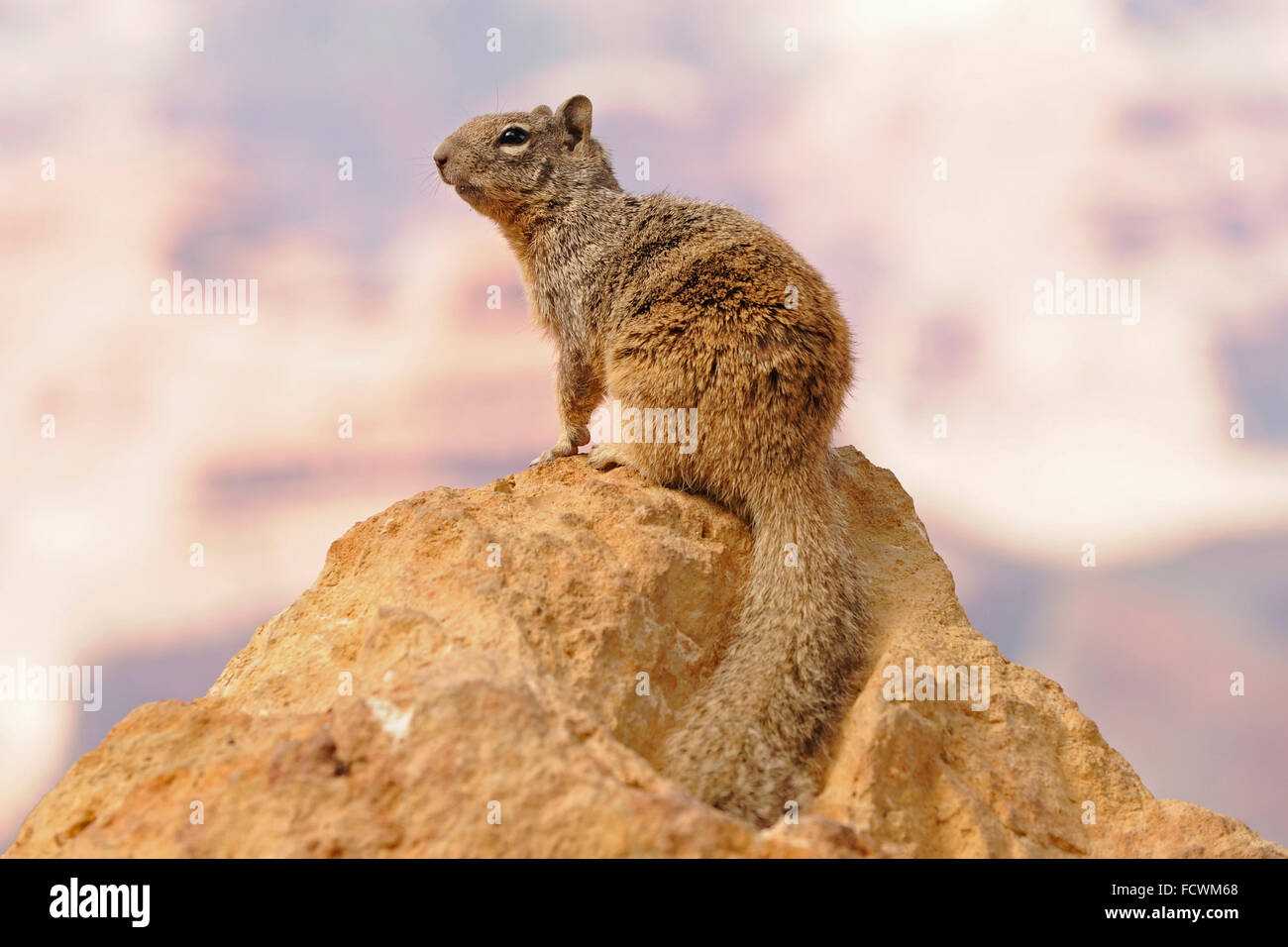 Grand Canyon Rock Squirrel avec le Grand Canyon derrière (Spermophilus variegatus) Banque D'Images