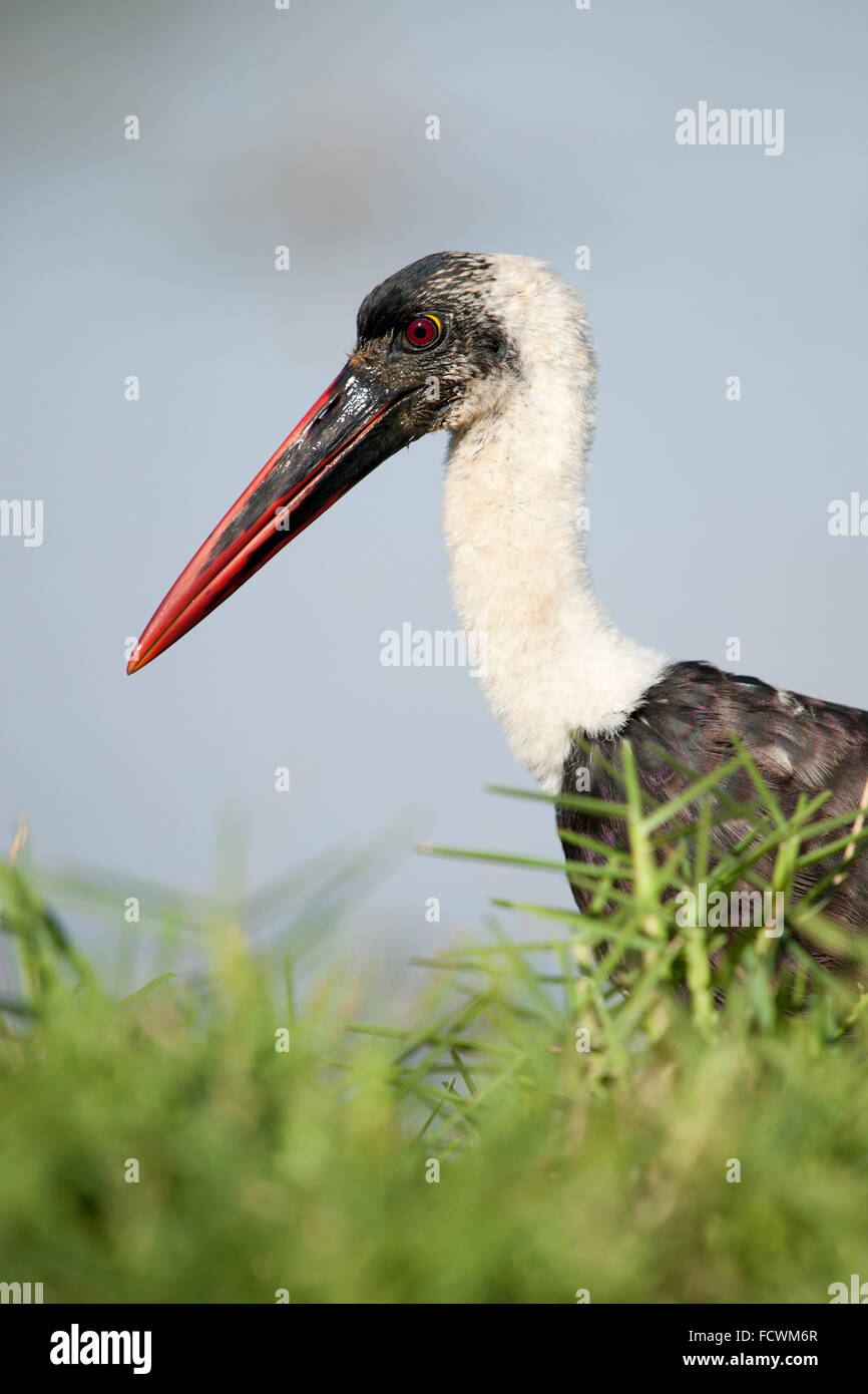 Un Woolly-necked stork (Ciconia episcopus) Banque D'Images