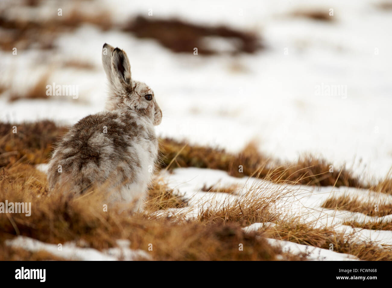 Lièvre sur la montagne enneigée (Lepus timidus) Parc national de Cairngorm, Ecosse, Royaume-Uni Banque D'Images