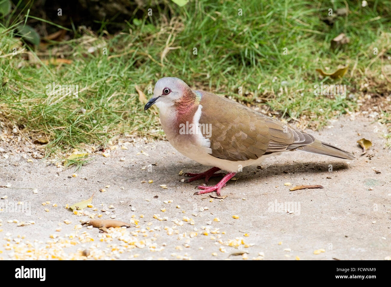 Colombe à ailes blanches (Zenaida asiatica) adulte seul marcher sur un terrain couvert de semence, la Jamaïque, Caraïbes Banque D'Images