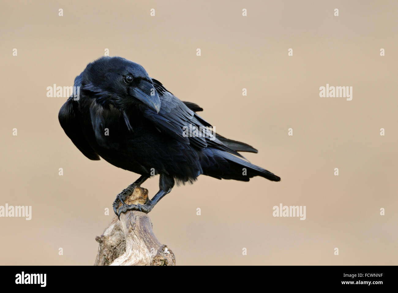 Grand Corbeau Corvus corax / Kolkrabe ( ), Close up, regarde en arrière, dans l'avant de l'arrière-plan, la faune, l'Europe. Banque D'Images