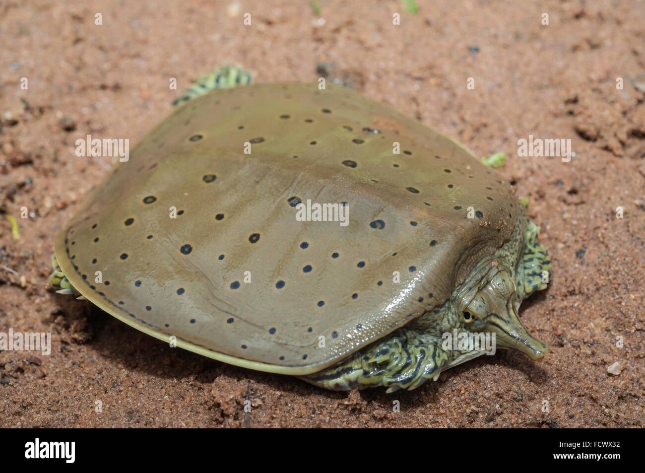 Tortue à carapace molle (soft shell), de la tortue Apalone spinifera, originaire d