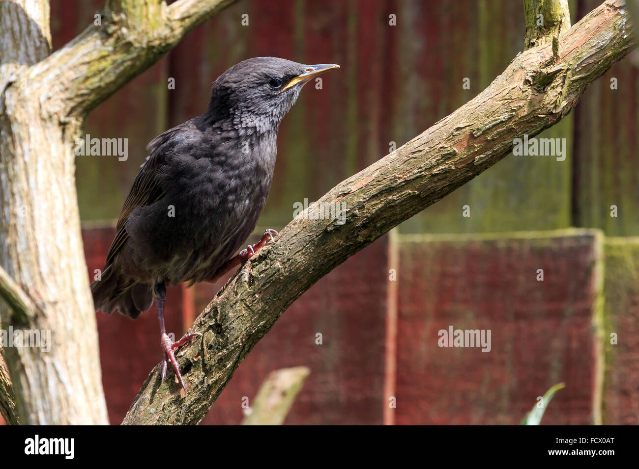 Jeune Starling perché attendant d'être nourris dans un jardin FRANCE Banque D'Images