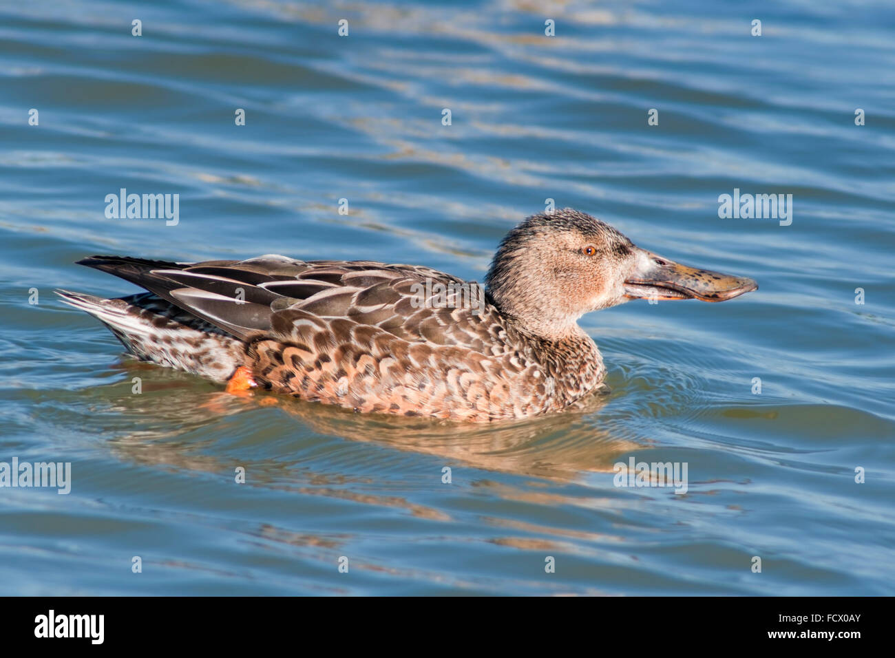 Canard de la pelle butte, spatule clypeata, portrait horizontal d'une femelle adulte dans le plumage reproductrice nageant dans l'eau. Banque D'Images