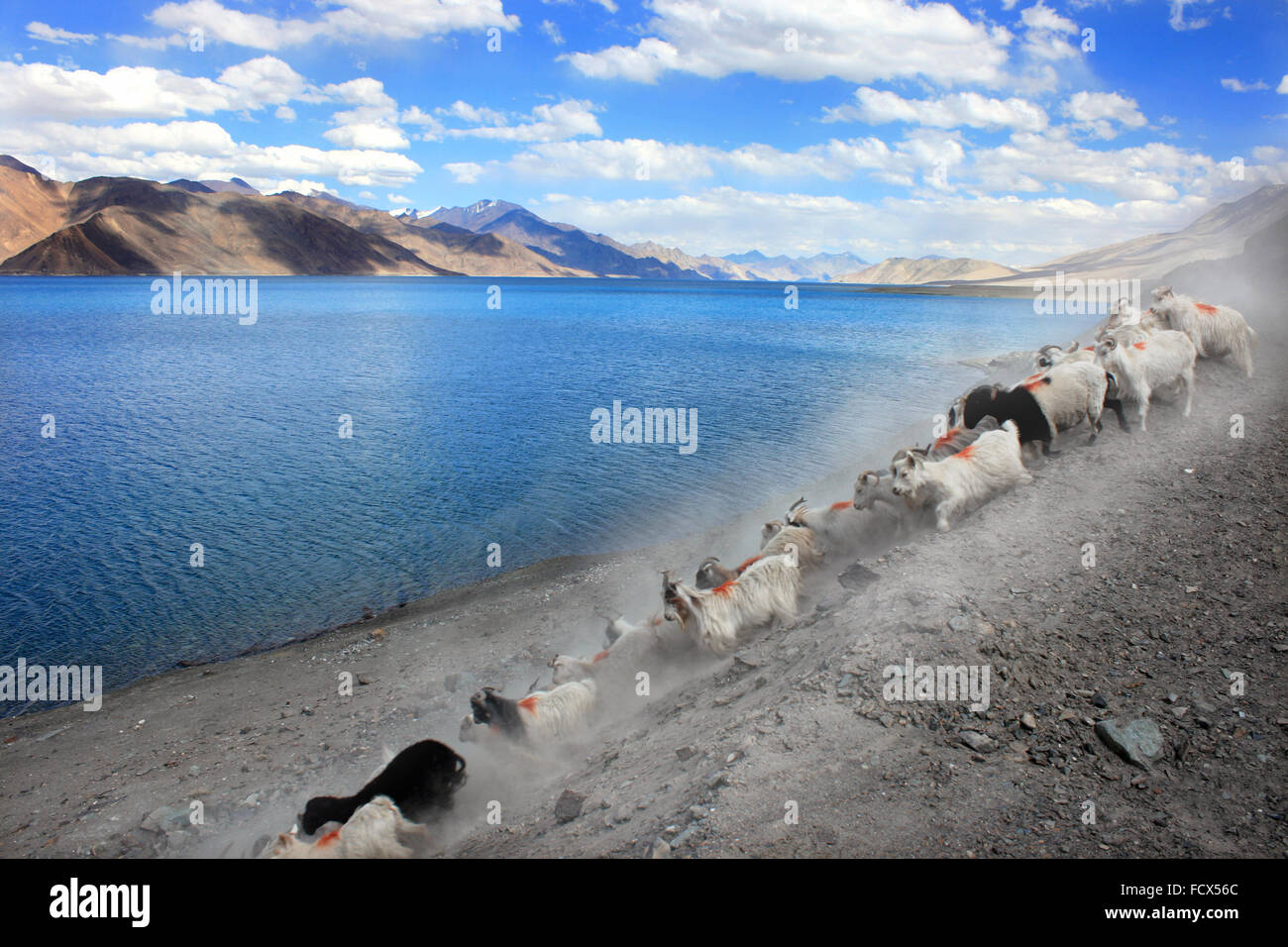 Lac Pangong Tso, au Ladakh, Inde du Nord Banque D'Images