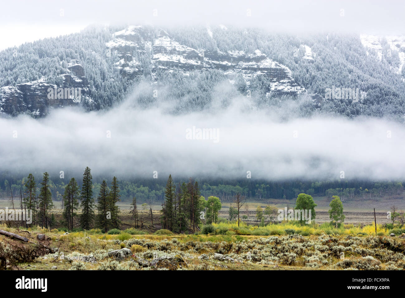 Campagne du Parc National de Yellowstone Banque D'Images