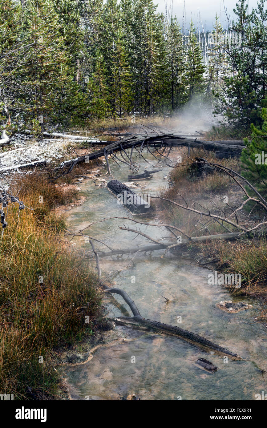 Arbres morts dans un ruisseau de Yellowstone Banque D'Images
