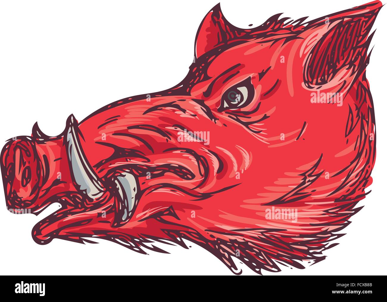 Style croquis dessin illustration d'un cochon sauvage sanglier razorback chef vu du côté situé sur fond blanc isolé. Illustration de Vecteur
