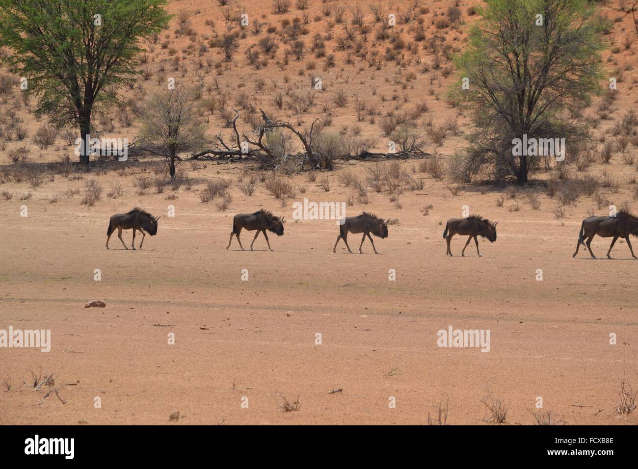 Des gnous dans le parc transfrontalier de Kgalagadi, Afrique du Sud Banque D'Images