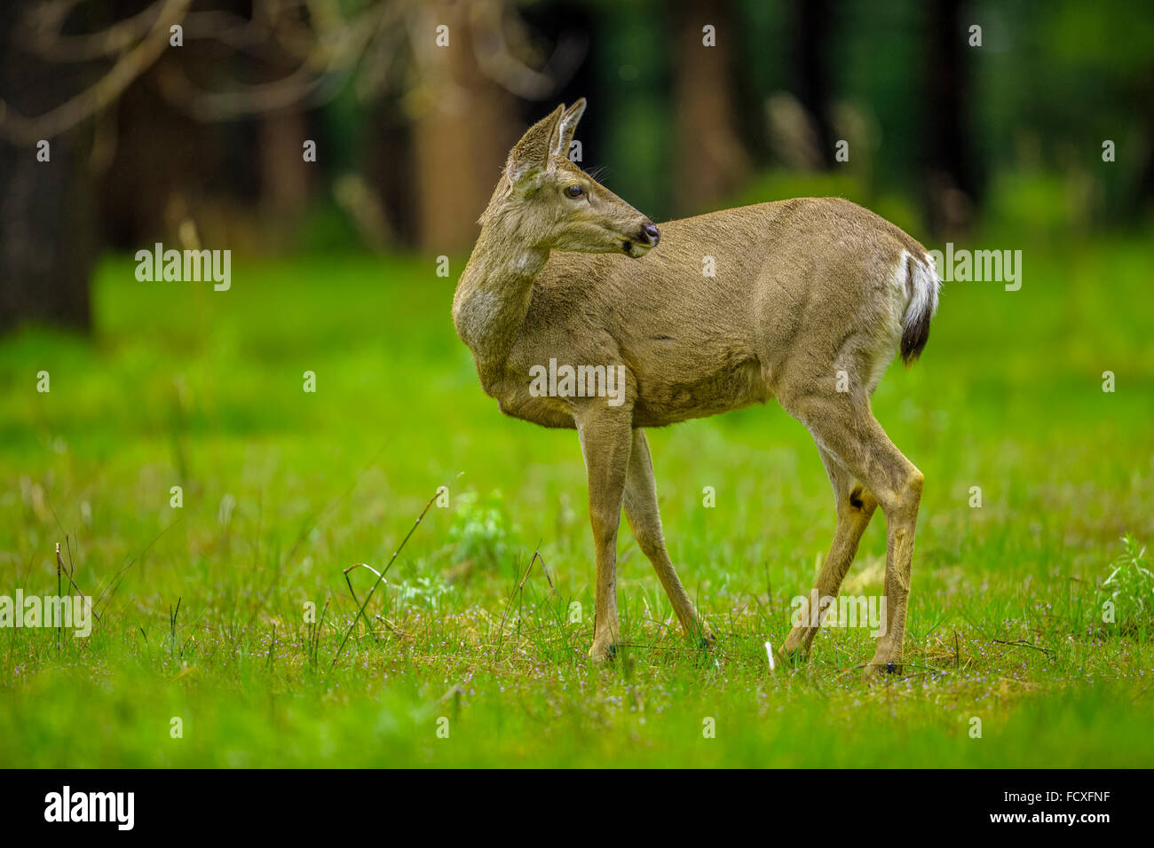 Le cerf à queue noire dans la région de Yosemite National Park, Californie Banque D'Images