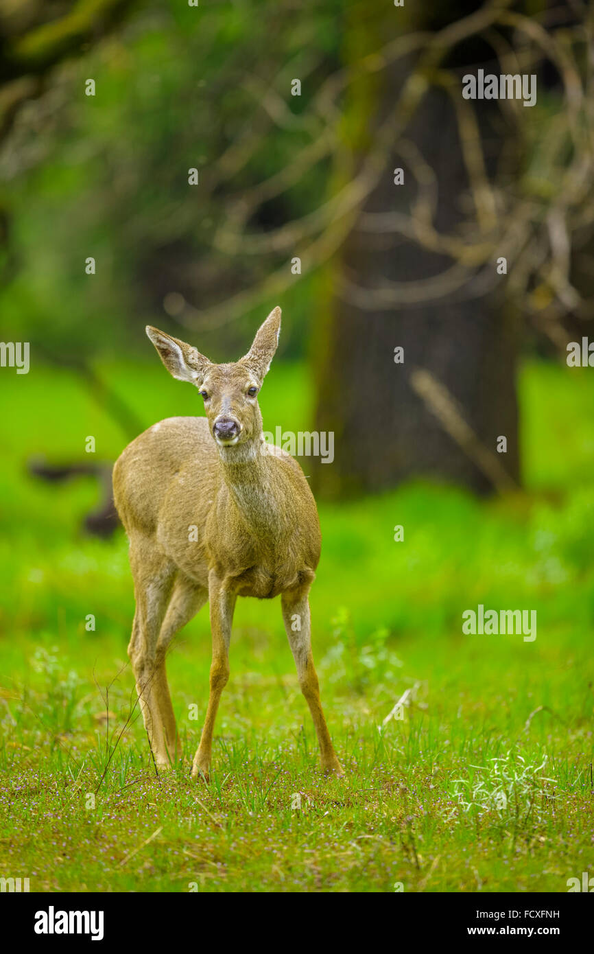 Le cerf à queue noire dans la région de Yosemite National Park, Californie Banque D'Images