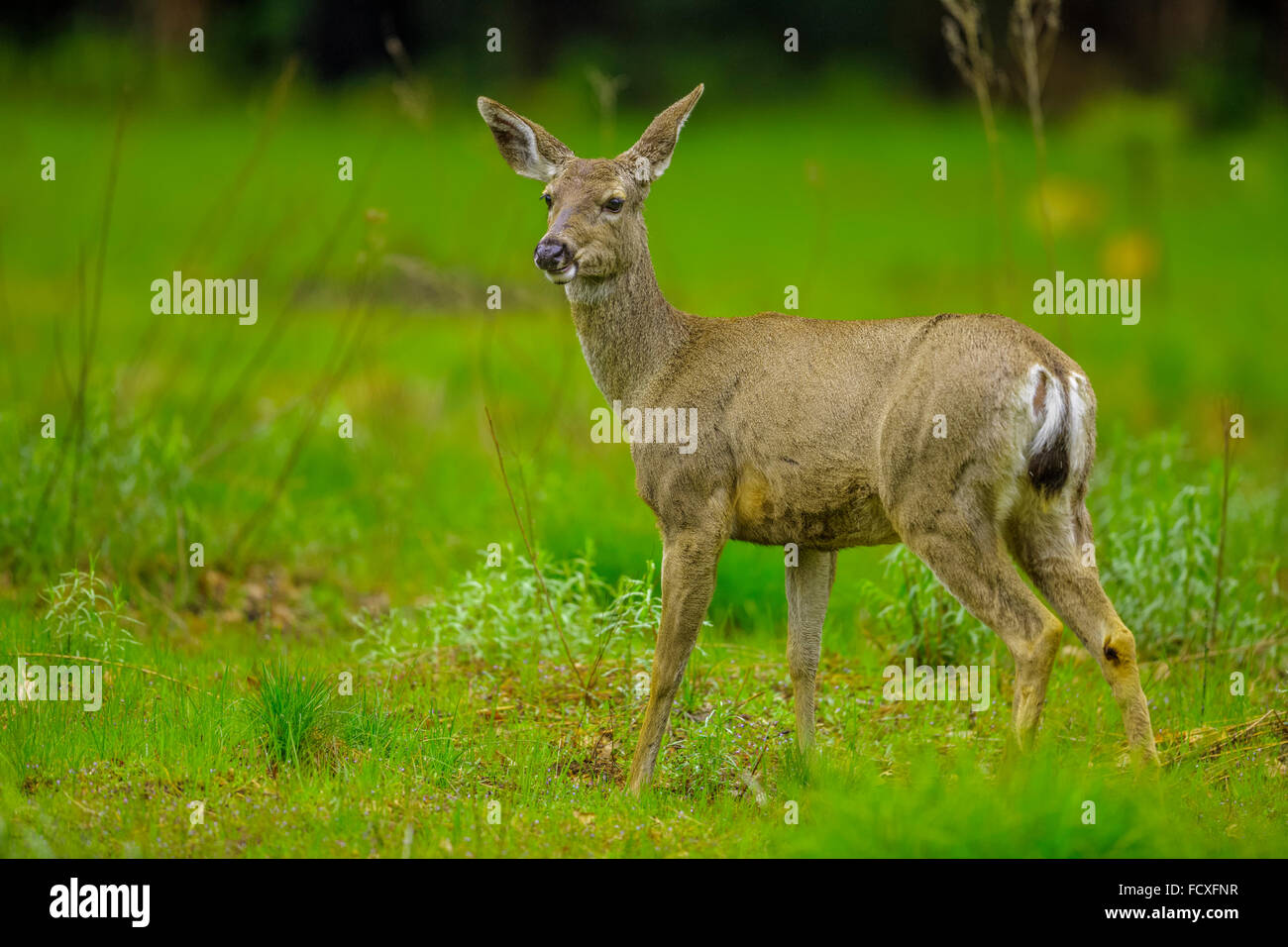 Le cerf à queue noire dans la région de Yosemite National Park, Californie Banque D'Images