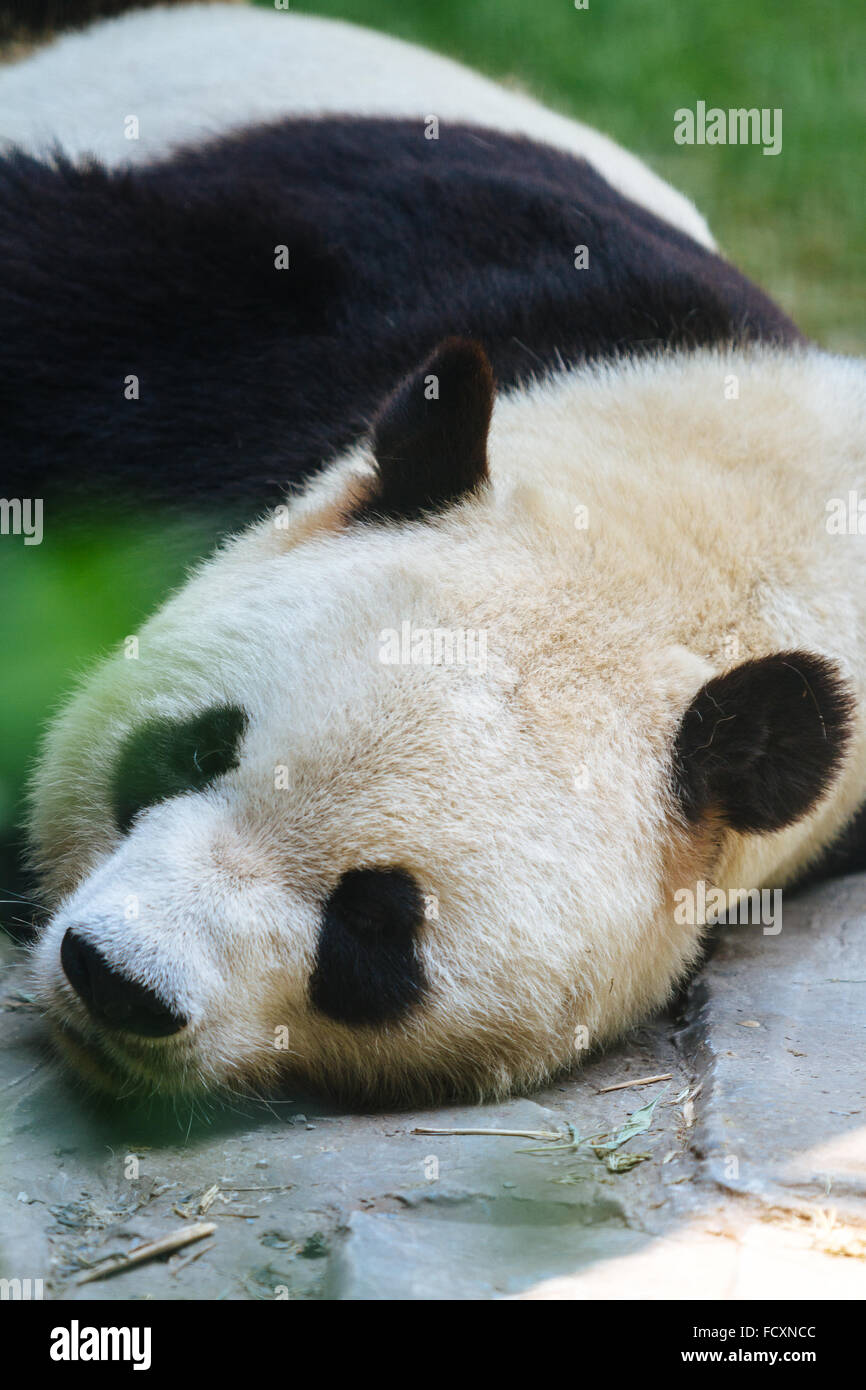 Beijing, Chine - Close up le mignon petit panda dans Zoo de Pékin. Banque D'Images