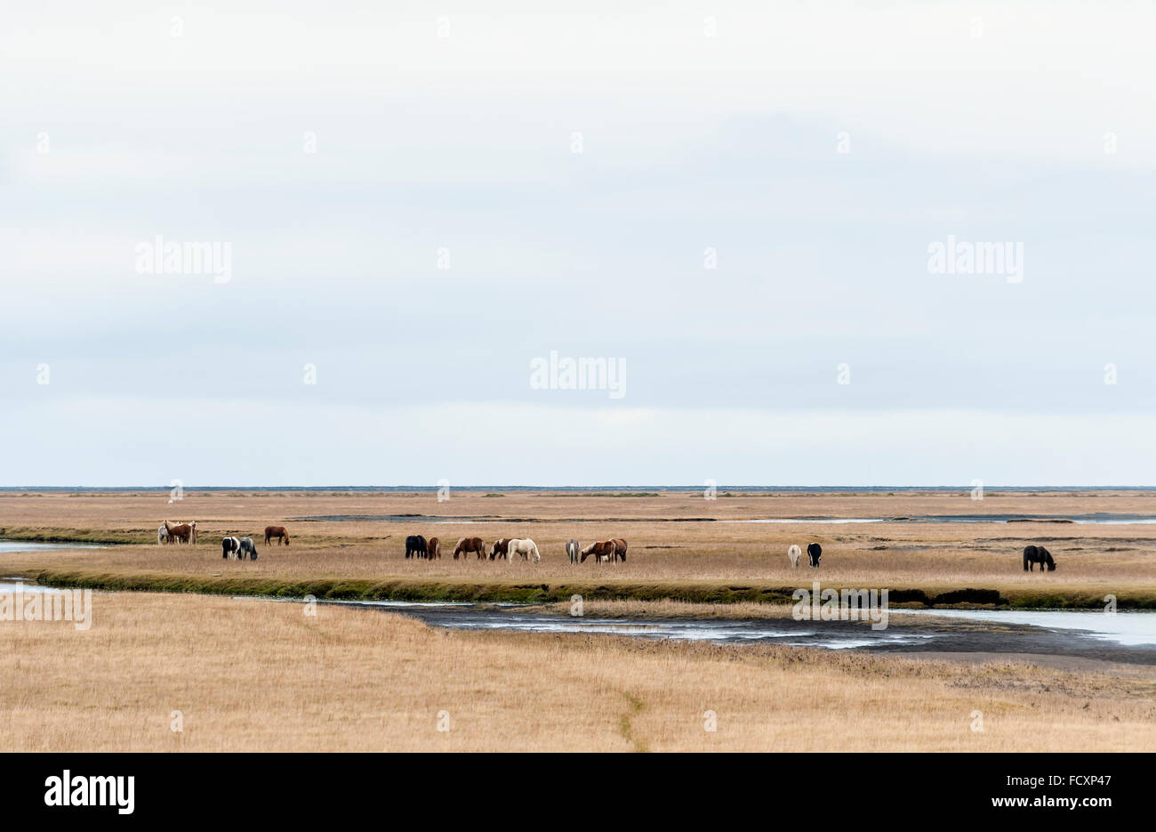 Les chevaux au large paysage ouvert, l'Islande Banque D'Images