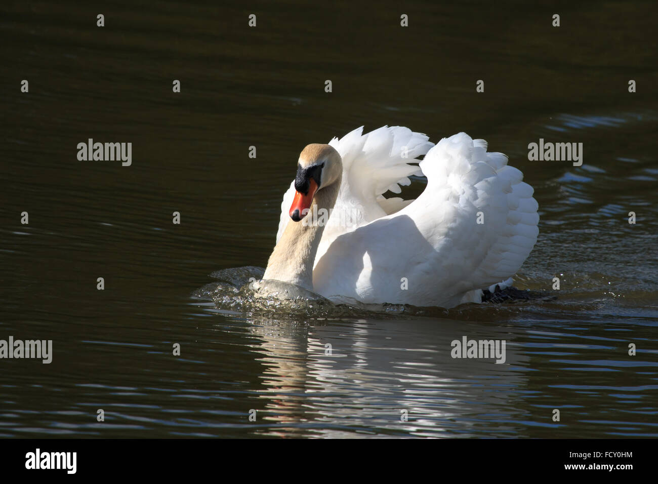 Cygne muet et logo les natation au Royaume-Uni Banque D'Images