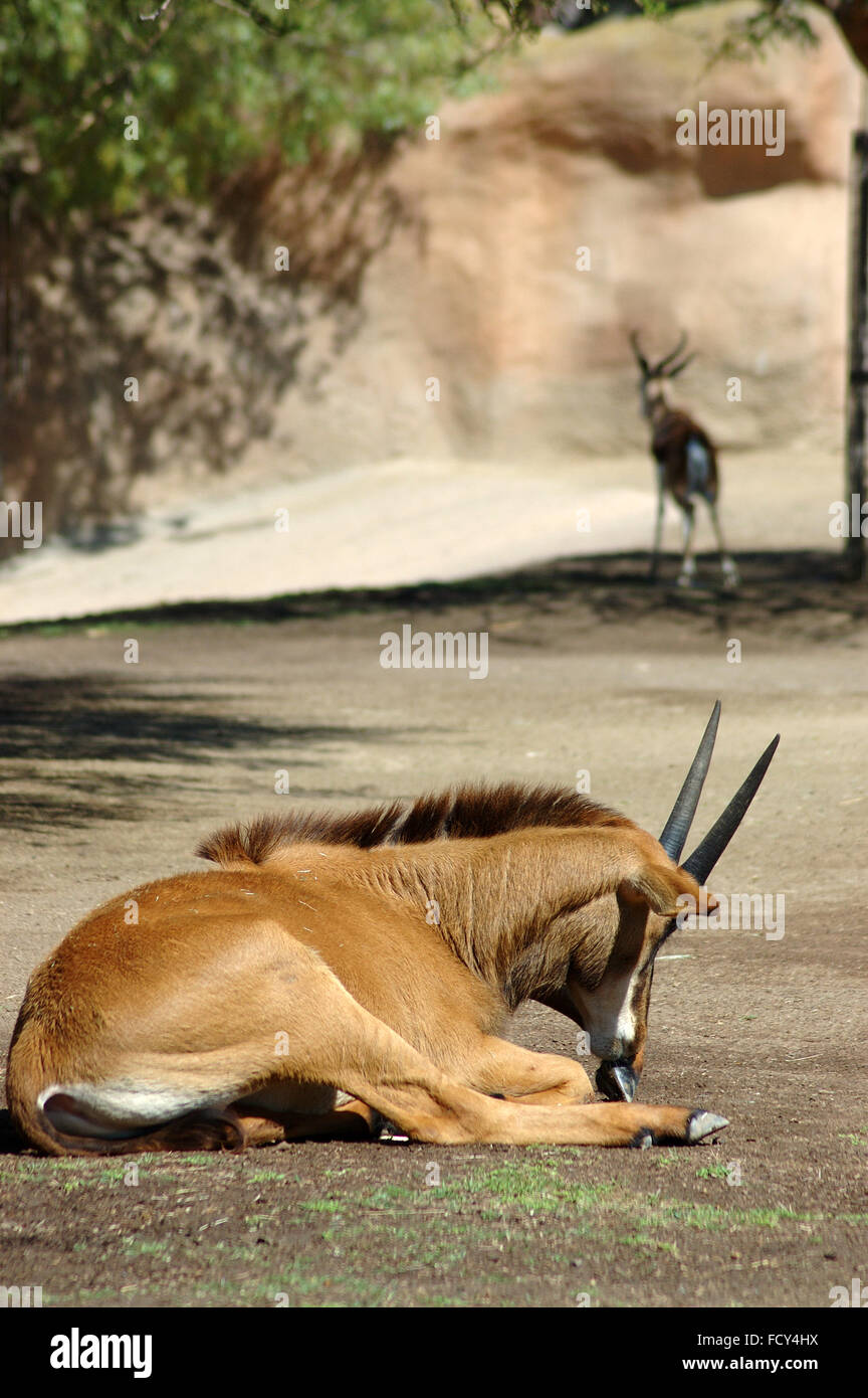 Antilope Banque D'Images