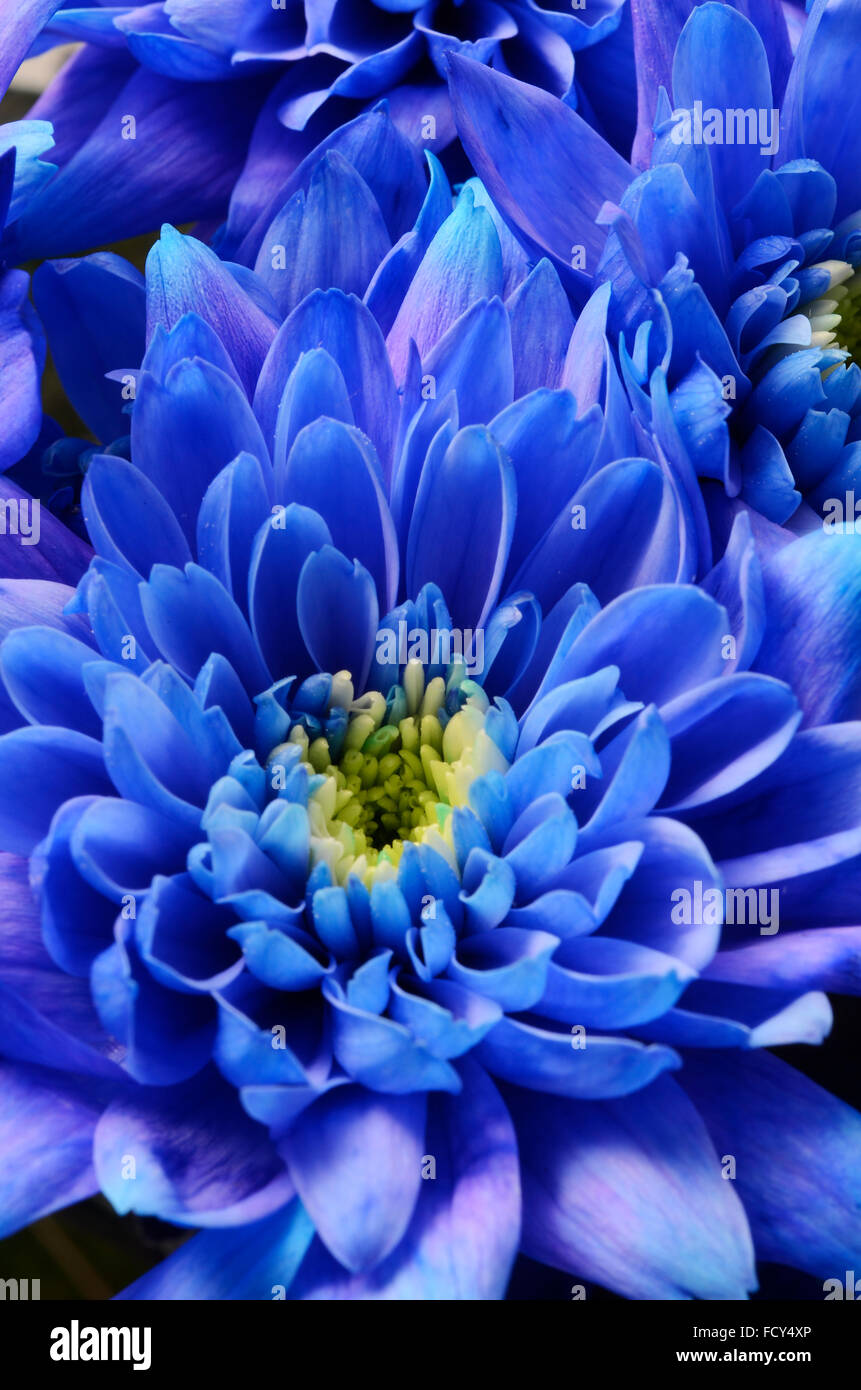 Aster bleu macro de pétales de fleurs Banque D'Images