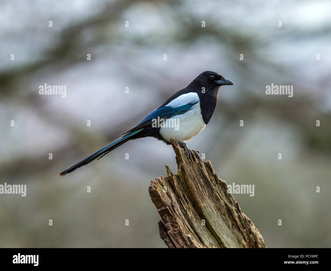 Seul adulte pie (Pica pica) de nourriture dans un bois naturel à la campagne. Pose, perché sur une souche d'arbre. Isolées. Banque D'Images