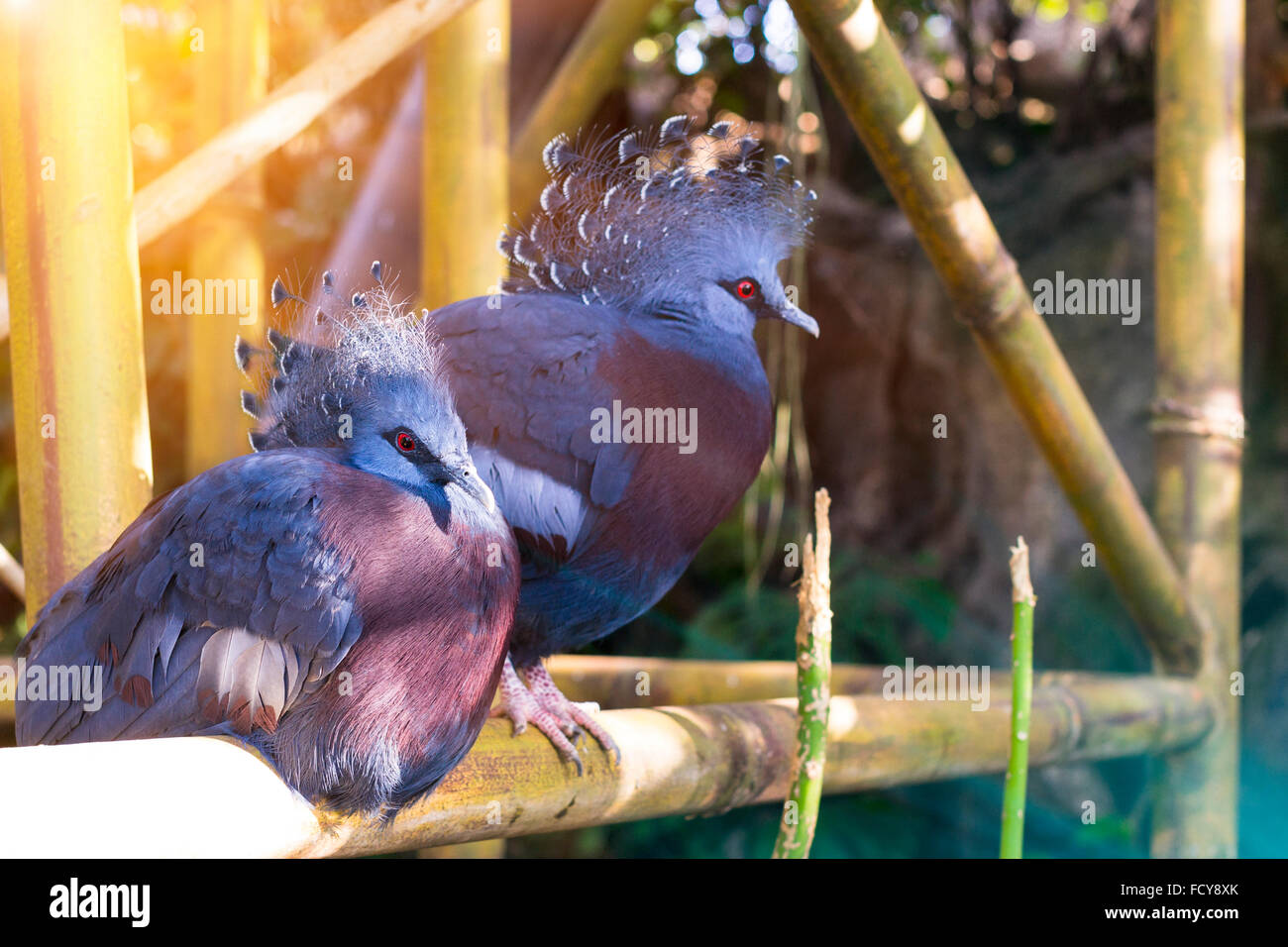 TENERIFE, ESPAGNE - 15 janvier 2013 : paons bleus aux yeux rouges dans le Parc Loro (Vincent), Puerto de la Cruz, Santa Cruz Banque D'Images TENERIFE, ESPAGNE - 15 janvier 2013 : paons bleus aux yeux rouges dans le Parc Loro (Vincent), Puerto de la Cruz, Santa Cruz Banque D'Images