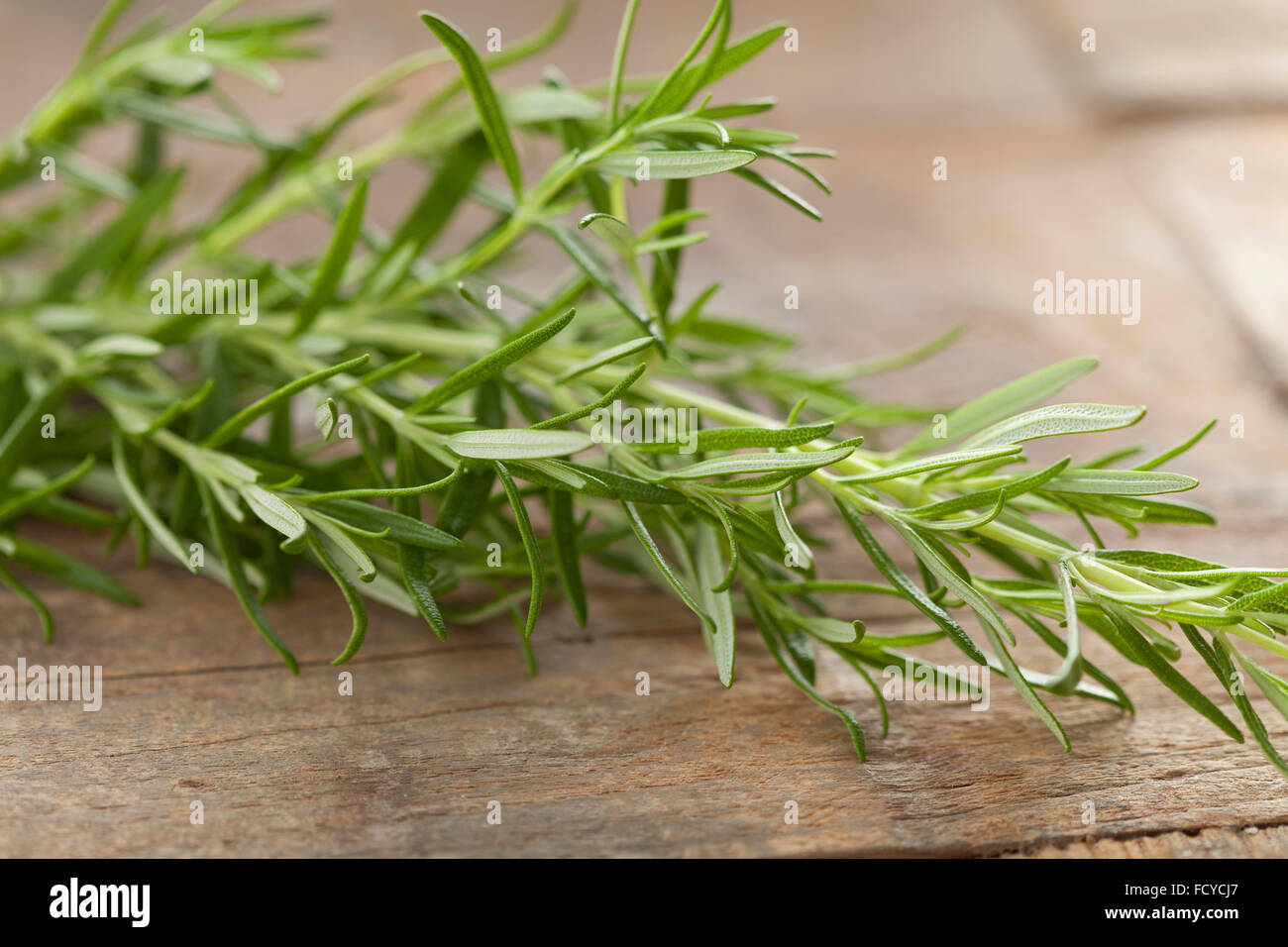 Romarin frais vert close up Banque D'Images