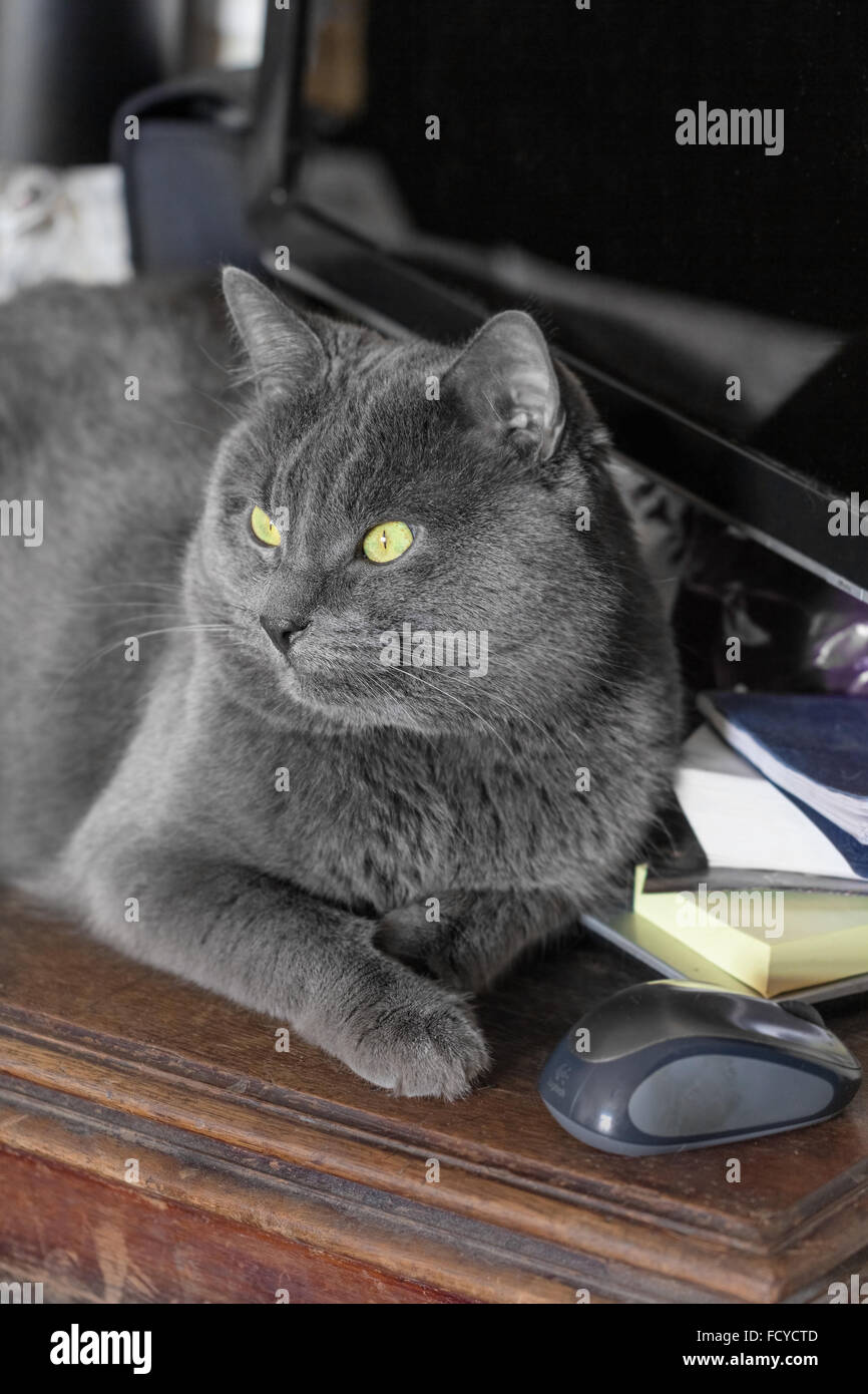 Beau chat adulte gris sur table en bois ressemble à distance Banque D'Images