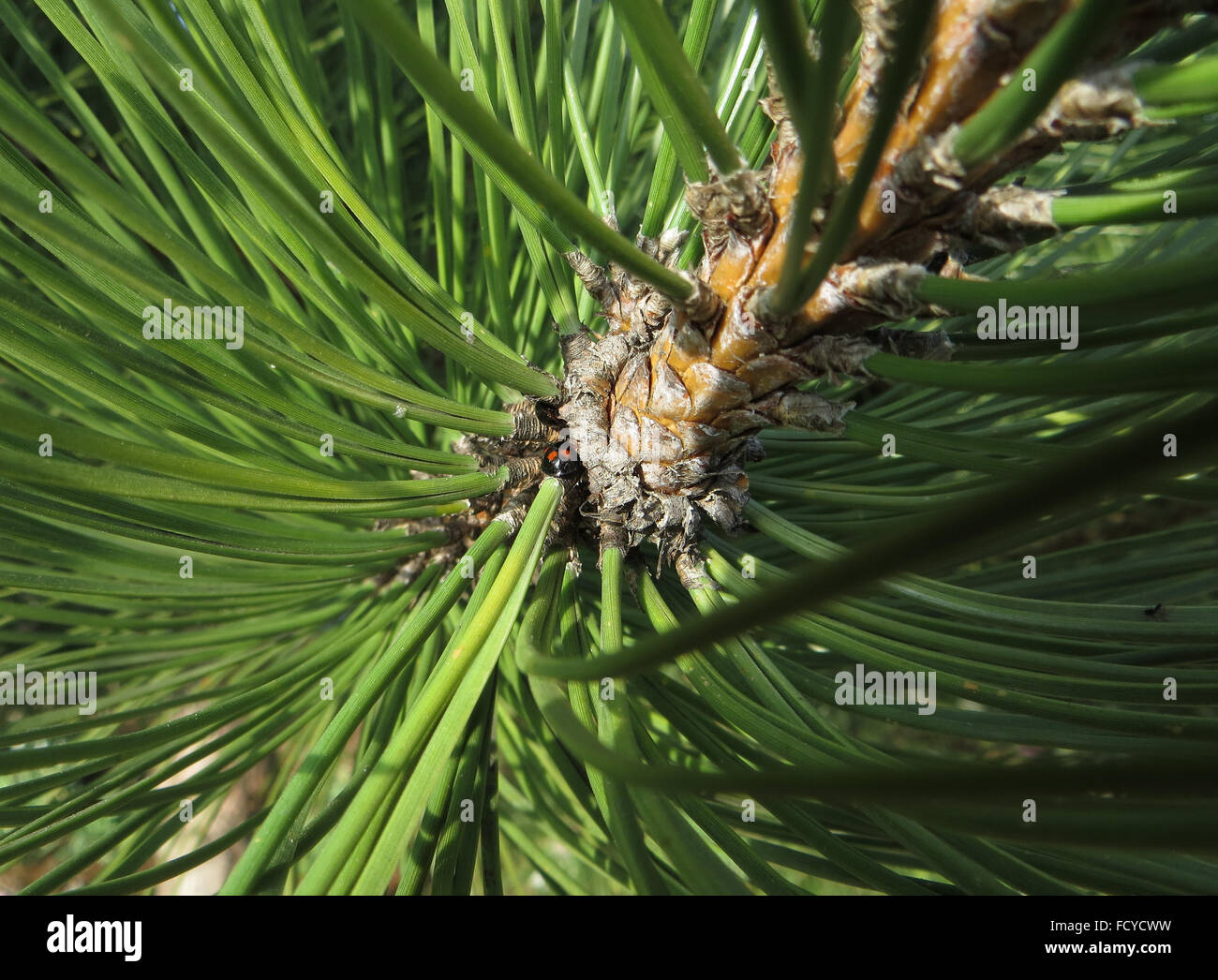 La coccinelle Exochomus pin (4-pustulatus) sur une branche de pin noir d'Autriche (Pinus nigra) Banque D'Images
