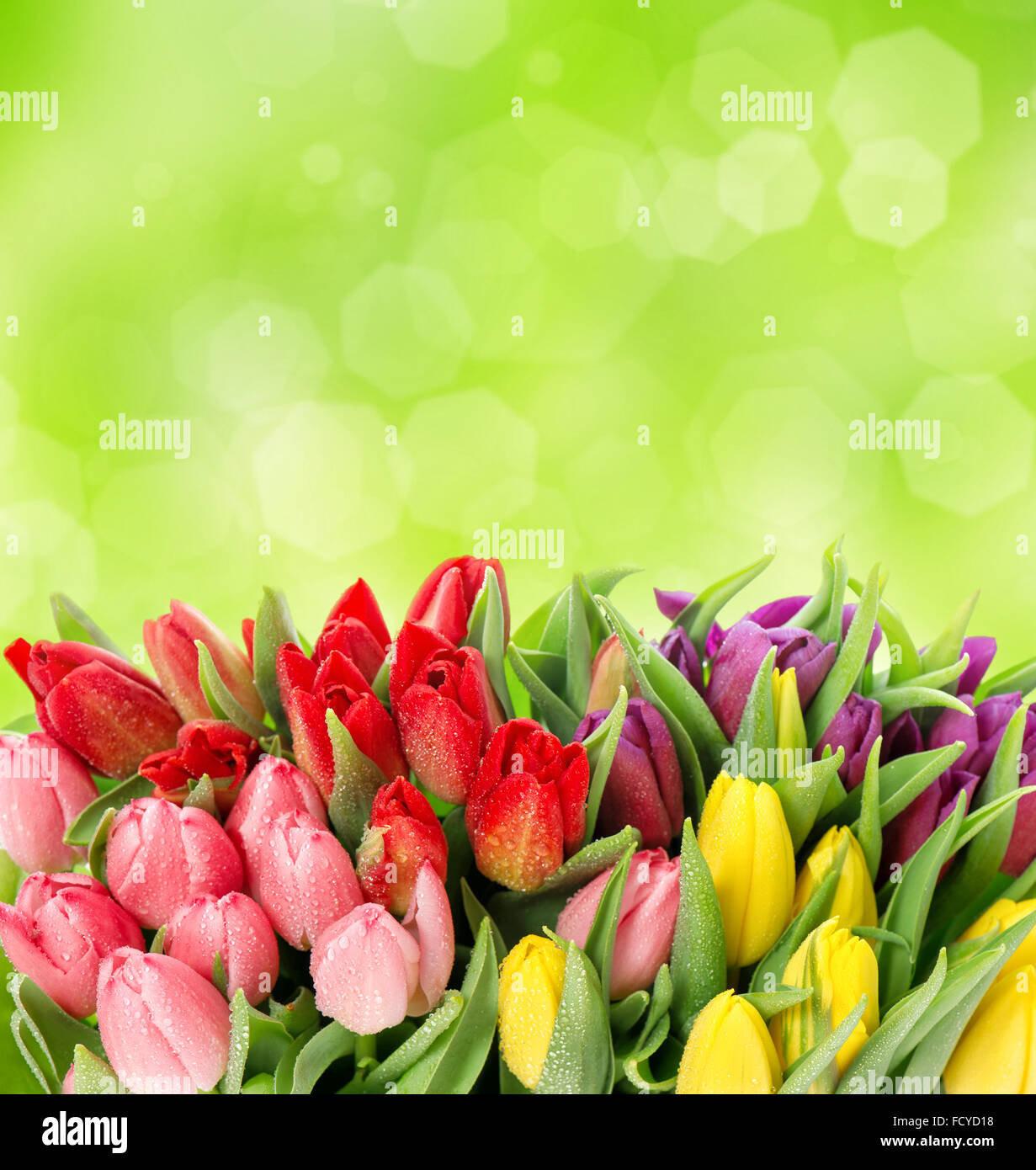 Des fleurs. Tulipes. Des fleurs fraîches avec de l'eau gouttes Banque D'Images
