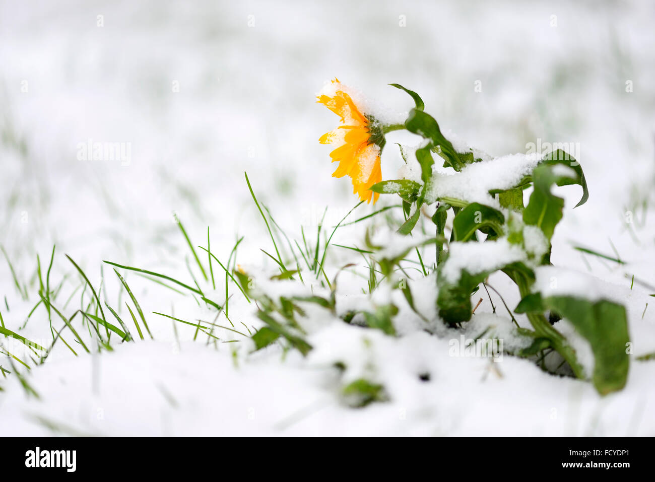 Daisy peint dans la neige Banque D'Images