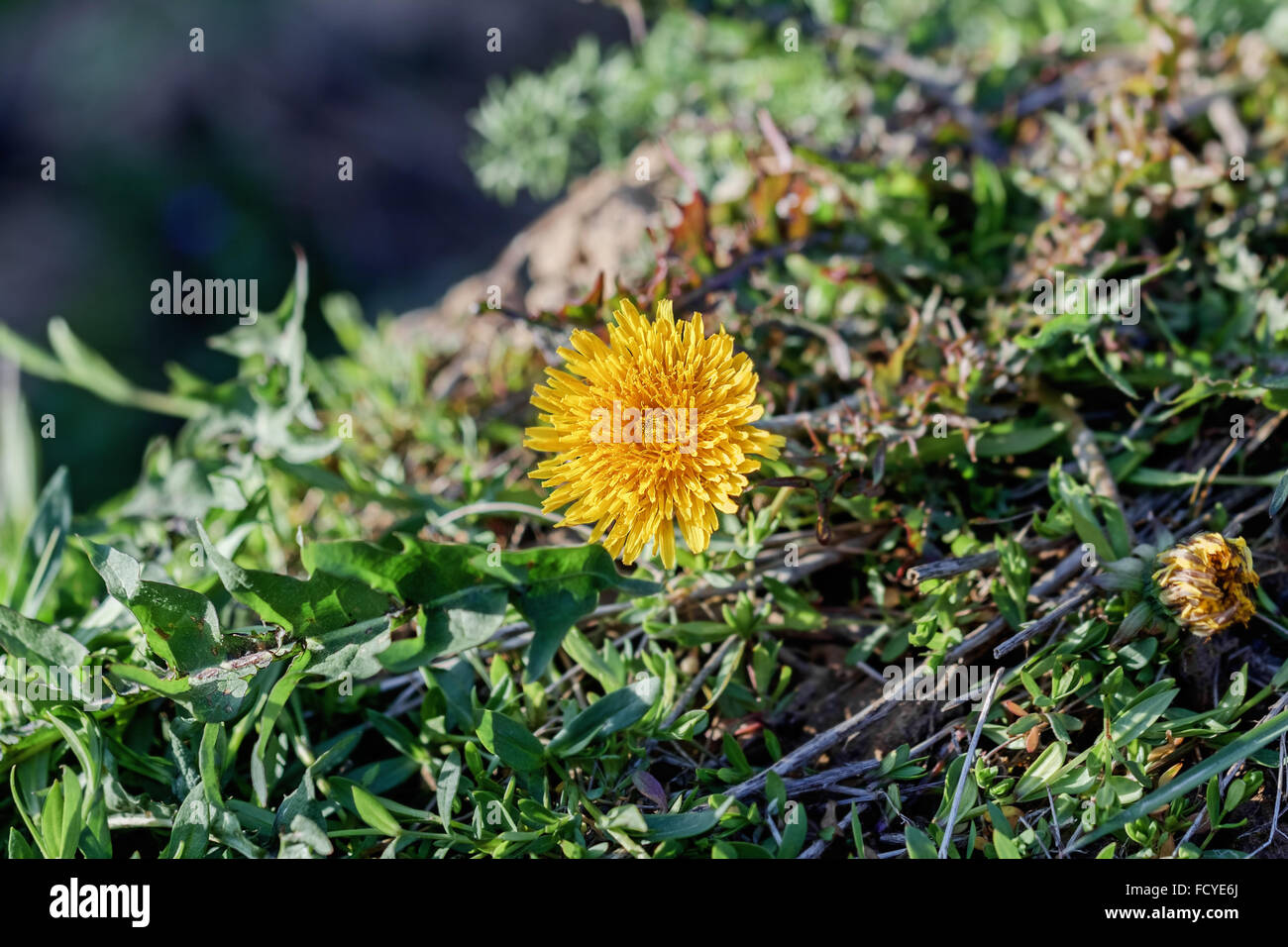 Ouvert jaune printemps pissenlit ensoleillé jour heureux Banque D'Images