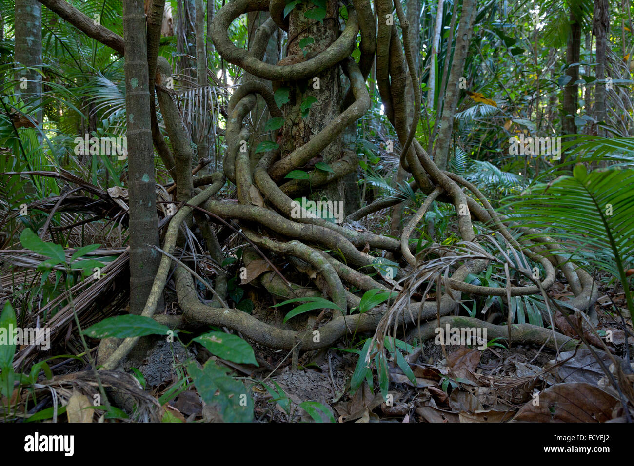 Marbre bleu arbre dans la forêt tropicale, Queensland, Australie Banque D'Images