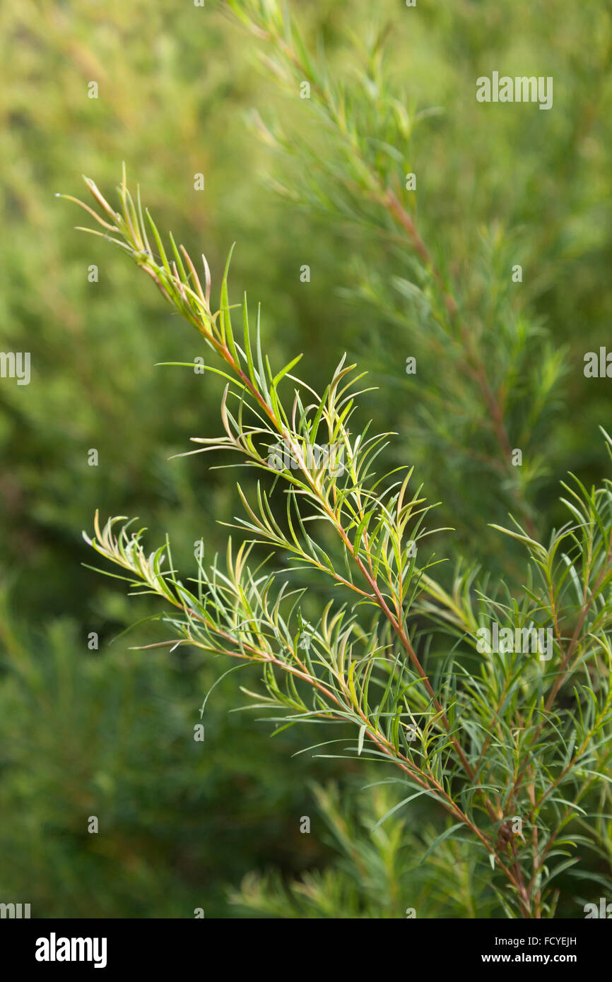 Branche verte d'une plante d'arbre de thé Banque D'Images
