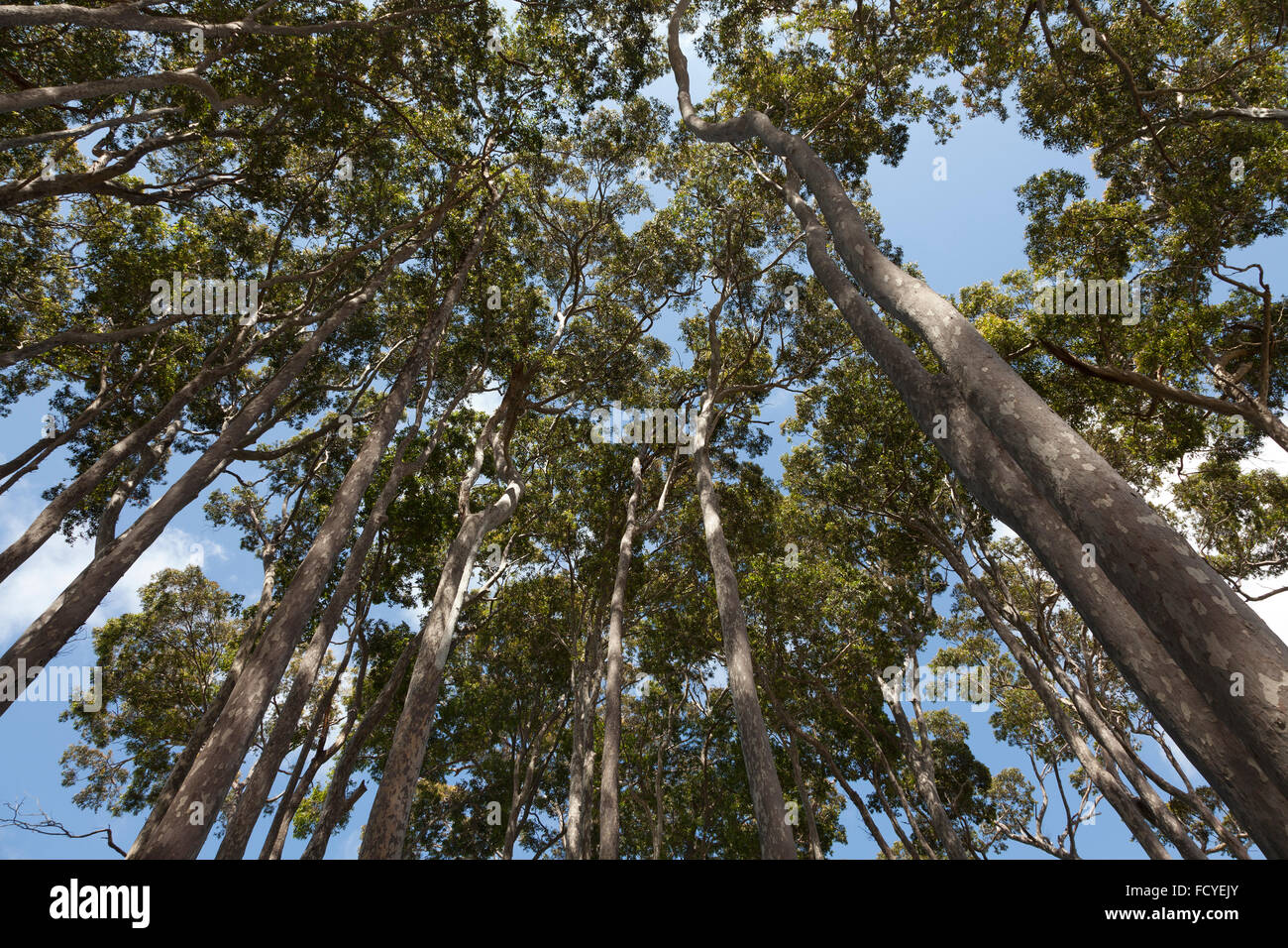 Eucalyptus en Nouvelle Galles du Sud en Australie Banque D'Images