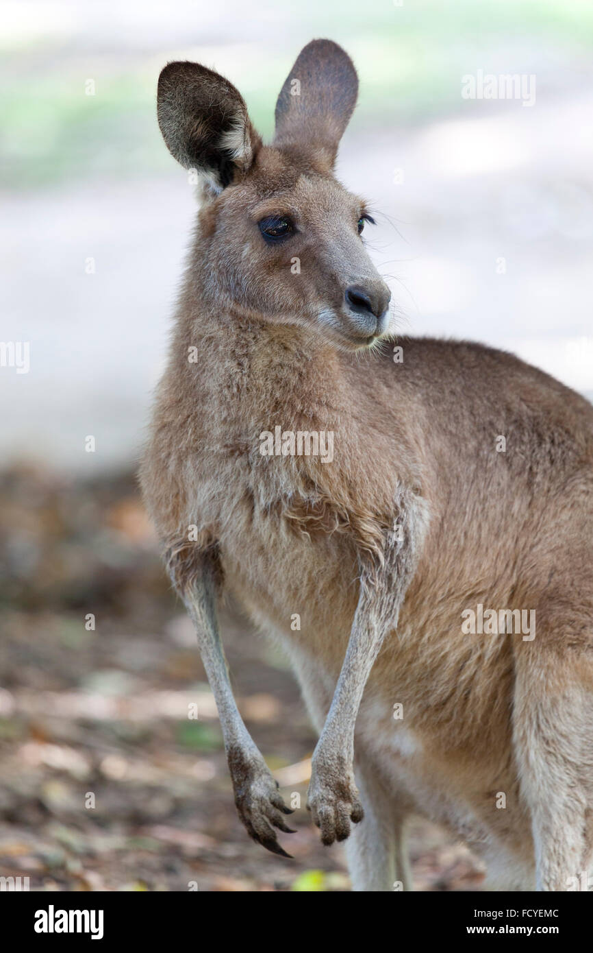 Portrait d'un kangourou rouge dans le Queensland, Australie Banque D'Images