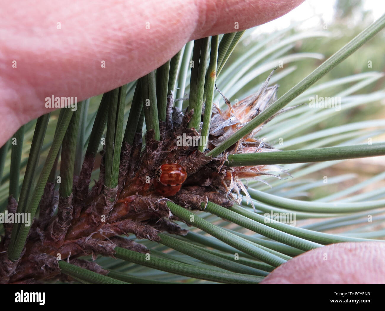 Paire de rayures crème coccinelles (Harmonia 4-punctata) sur l'extrémité d'un pin noir d'Autriche (Pinus nigra) Banque D'Images