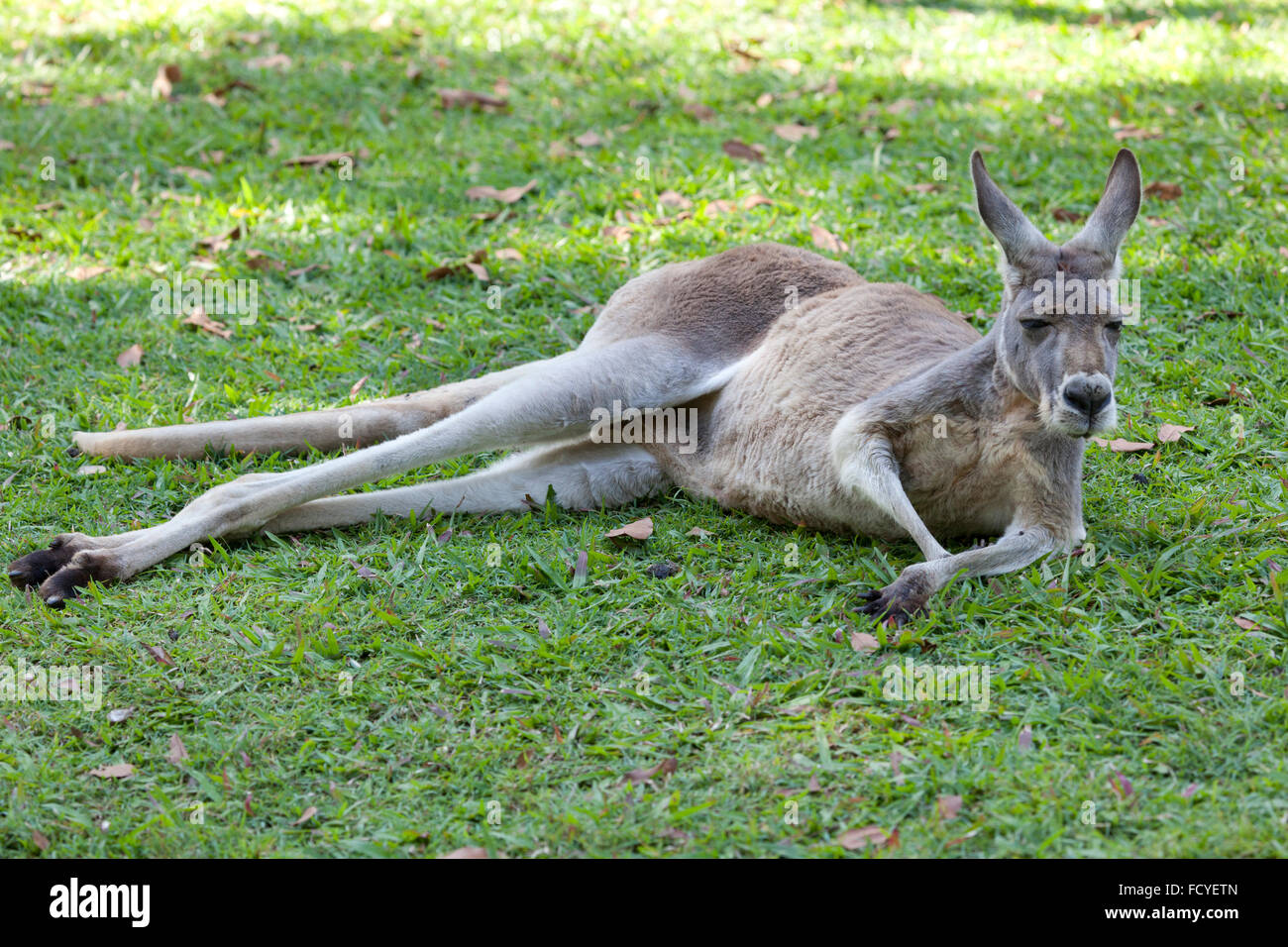 Kangourou rouge allongé dans l'herbe, Queensland, Australie Banque D'Images