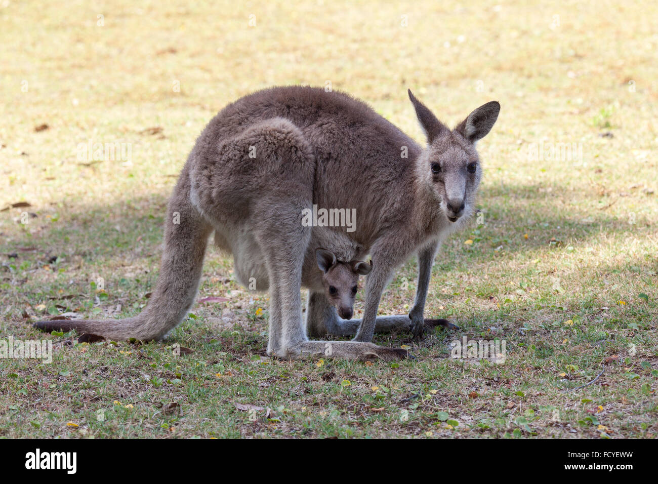 Kangourou rouge mère et joey en Australie dans le NSW, Australie Banque D'Images