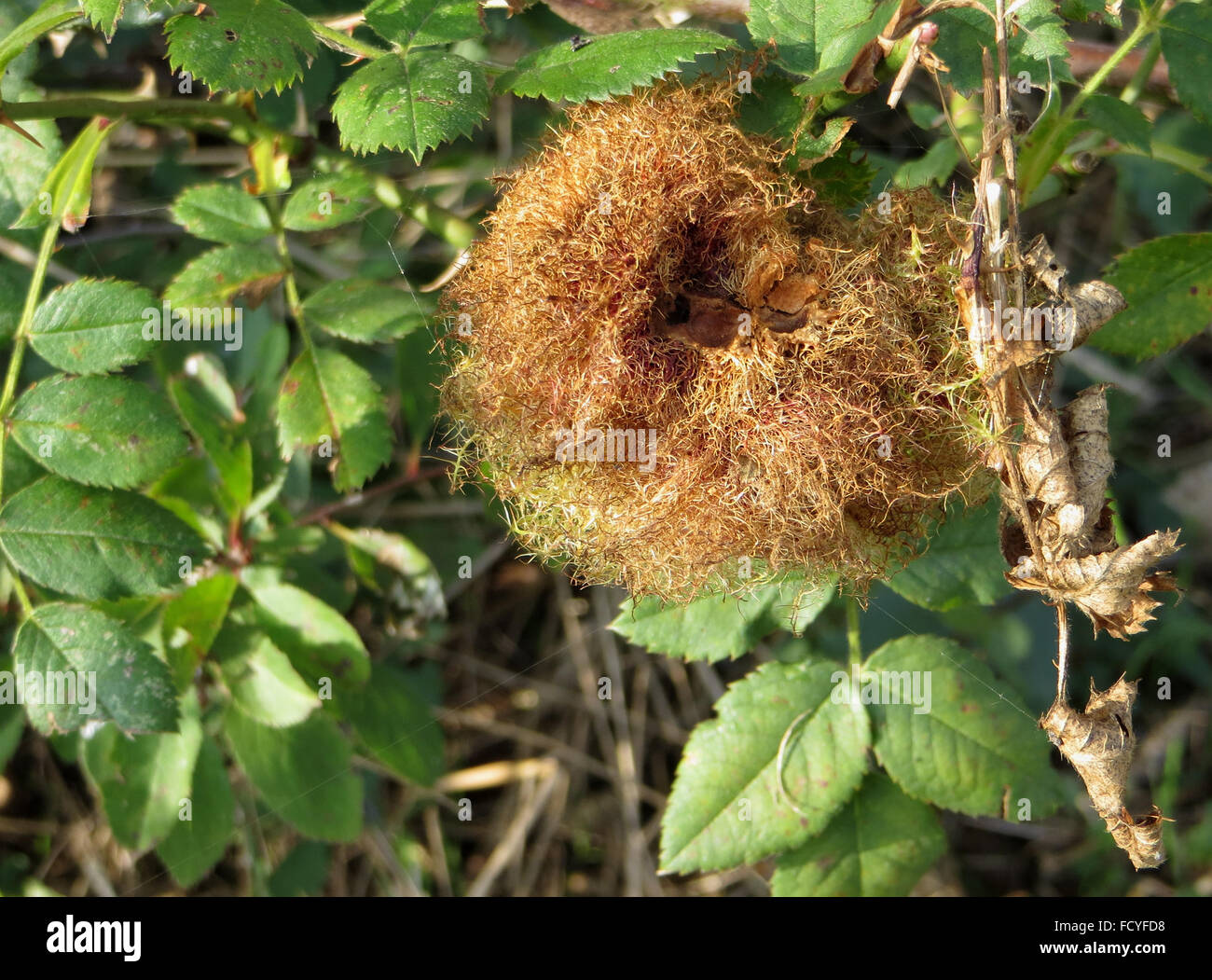 Libéré Robin's pincushion (rose bedeguar gall) sur dog rose Banque D'Images