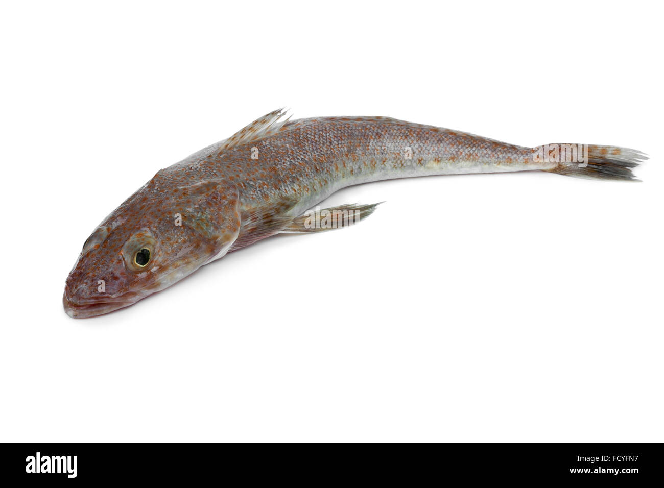 Matière première australienne poisson flathead sur fond blanc Banque D'Images