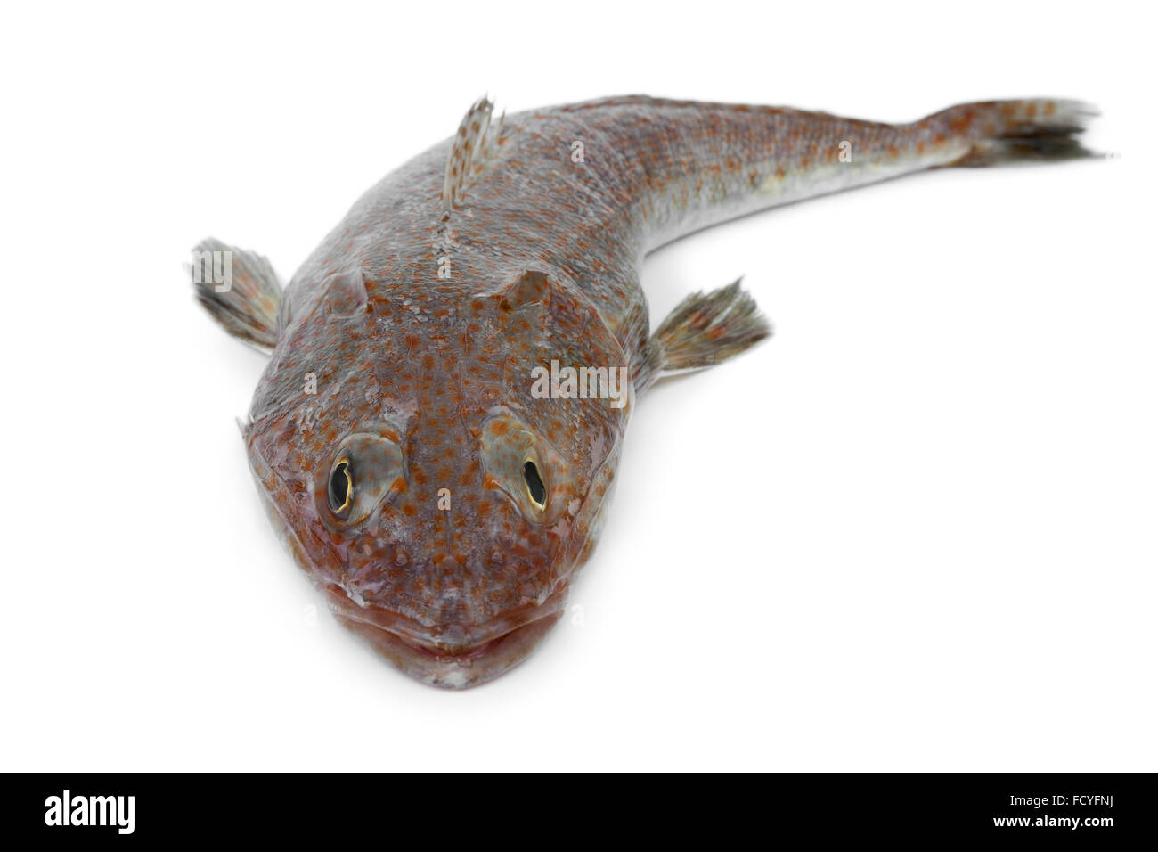 Matière première australienne poisson flathead sur fond blanc Banque D'Images