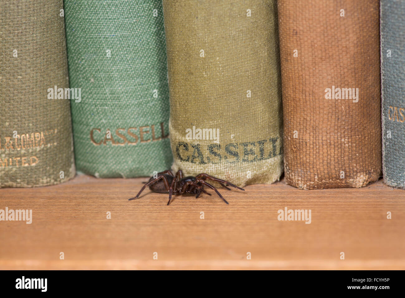 Fausse Araignée Veuve noire Steatoda noblis. Sussex, Angleterre. Les espèces introduites à la